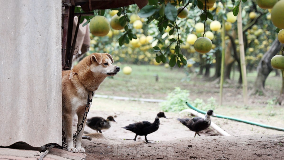 Tất bật thu hoạch giống bưởi đặc sản Thủ đô phục vụ Tết Nguyên đán - Ảnh 13
