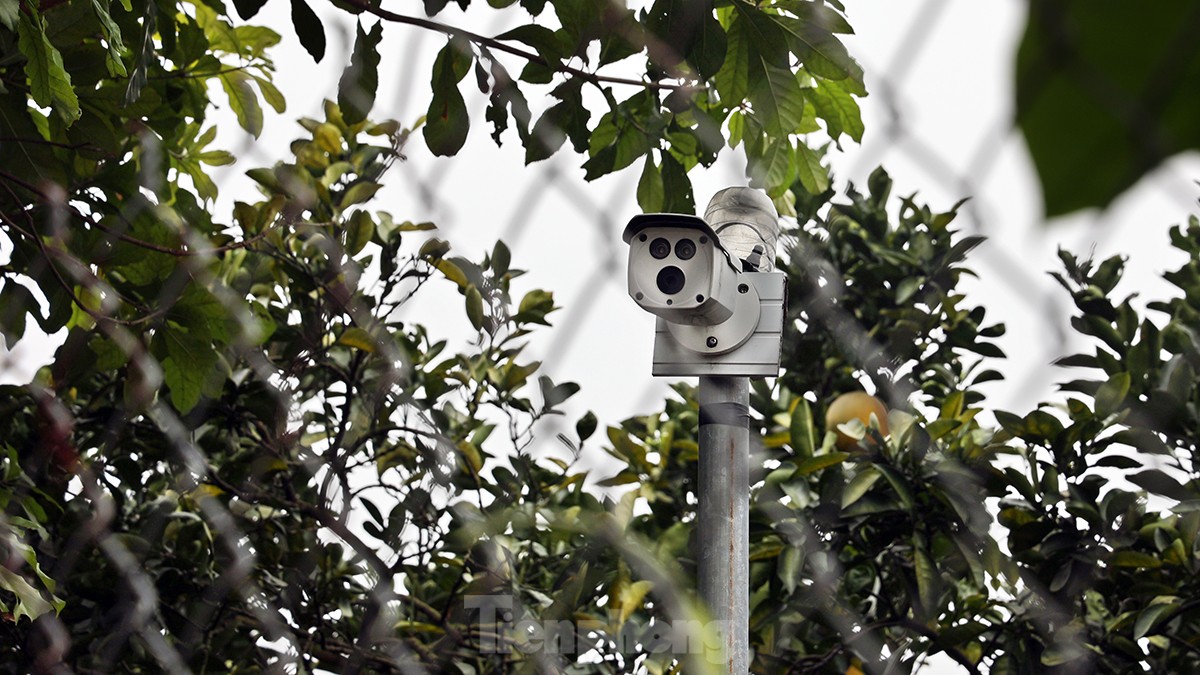 Tất bật thu hoạch giống bưởi đặc sản Thủ đô phục vụ Tết Nguyên đán - Ảnh 14