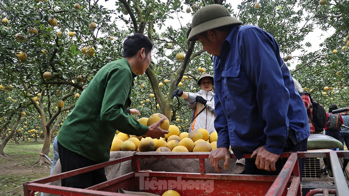 Tất bật thu hoạch giống bưởi đặc sản Thủ đô phục vụ Tết Nguyên đán - Ảnh 15