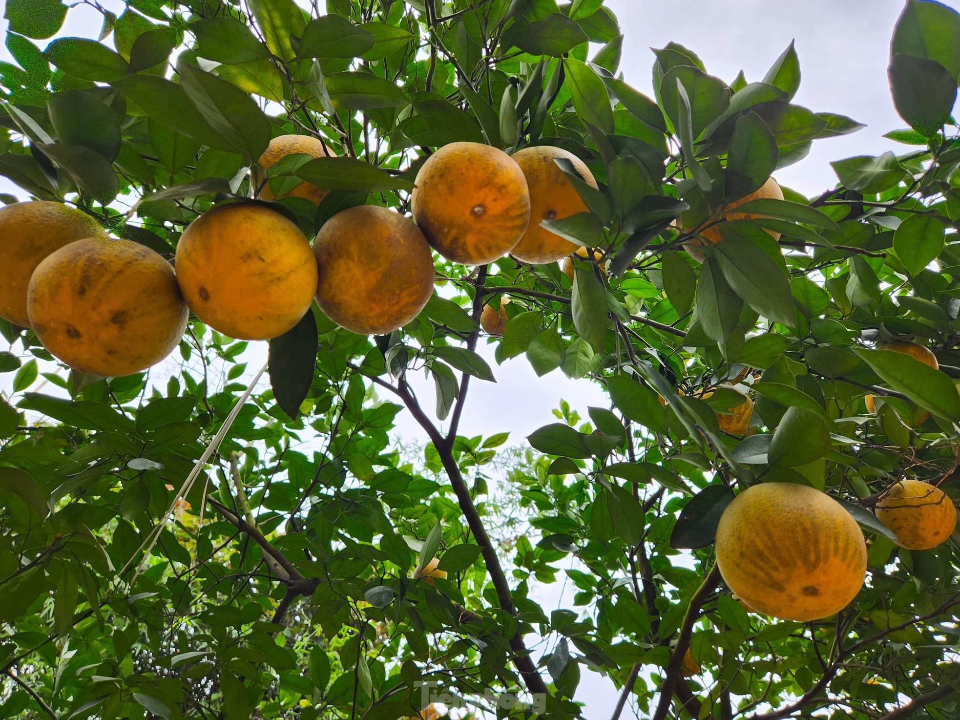 Cam 'tiến vua' 90.000 đồng/quả, vì sao nhà vườn không dám chốt đơn? - Ảnh 10