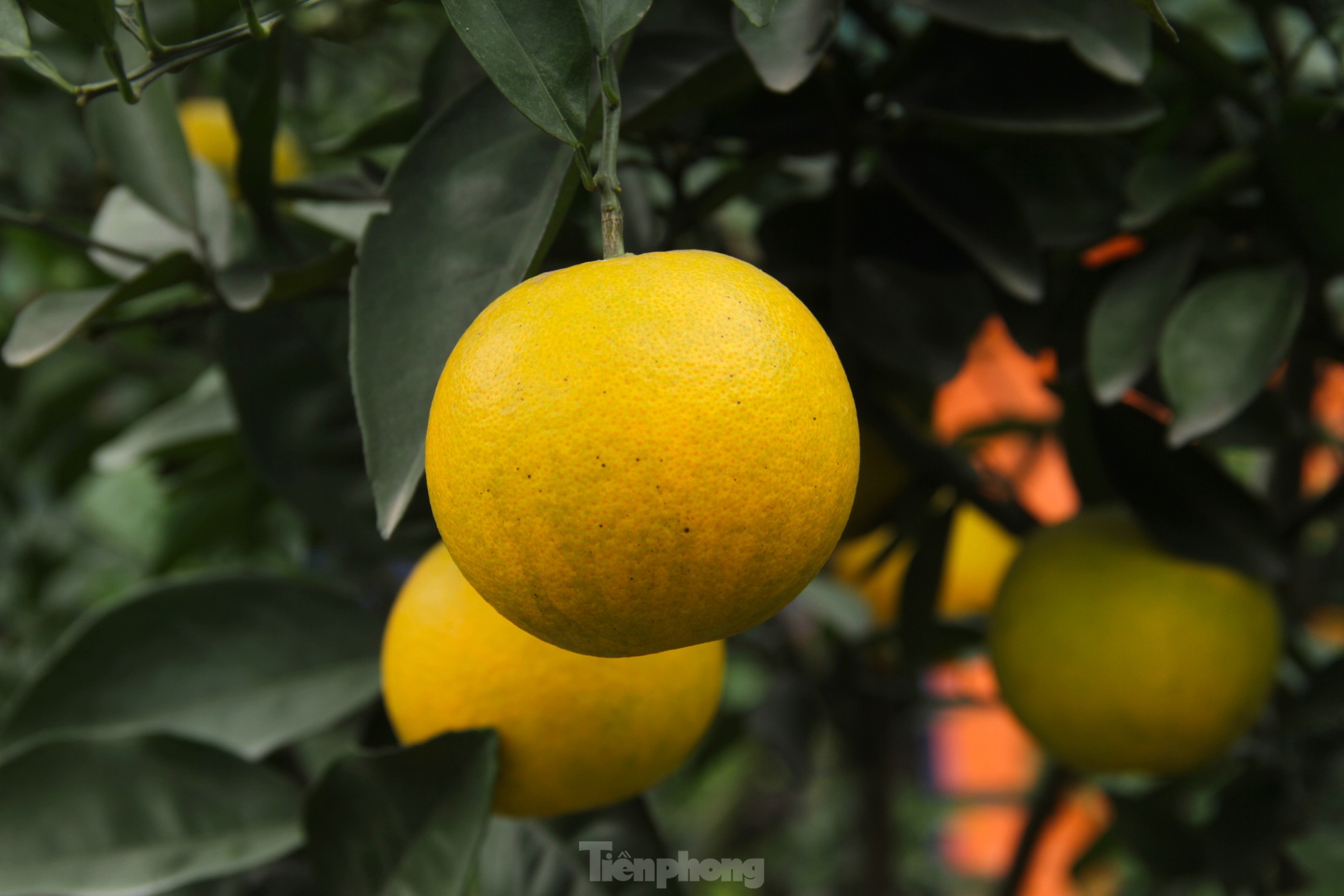 Cam 'tiến vua' 90.000 đồng/quả, vì sao nhà vườn không dám chốt đơn? - Ảnh 14