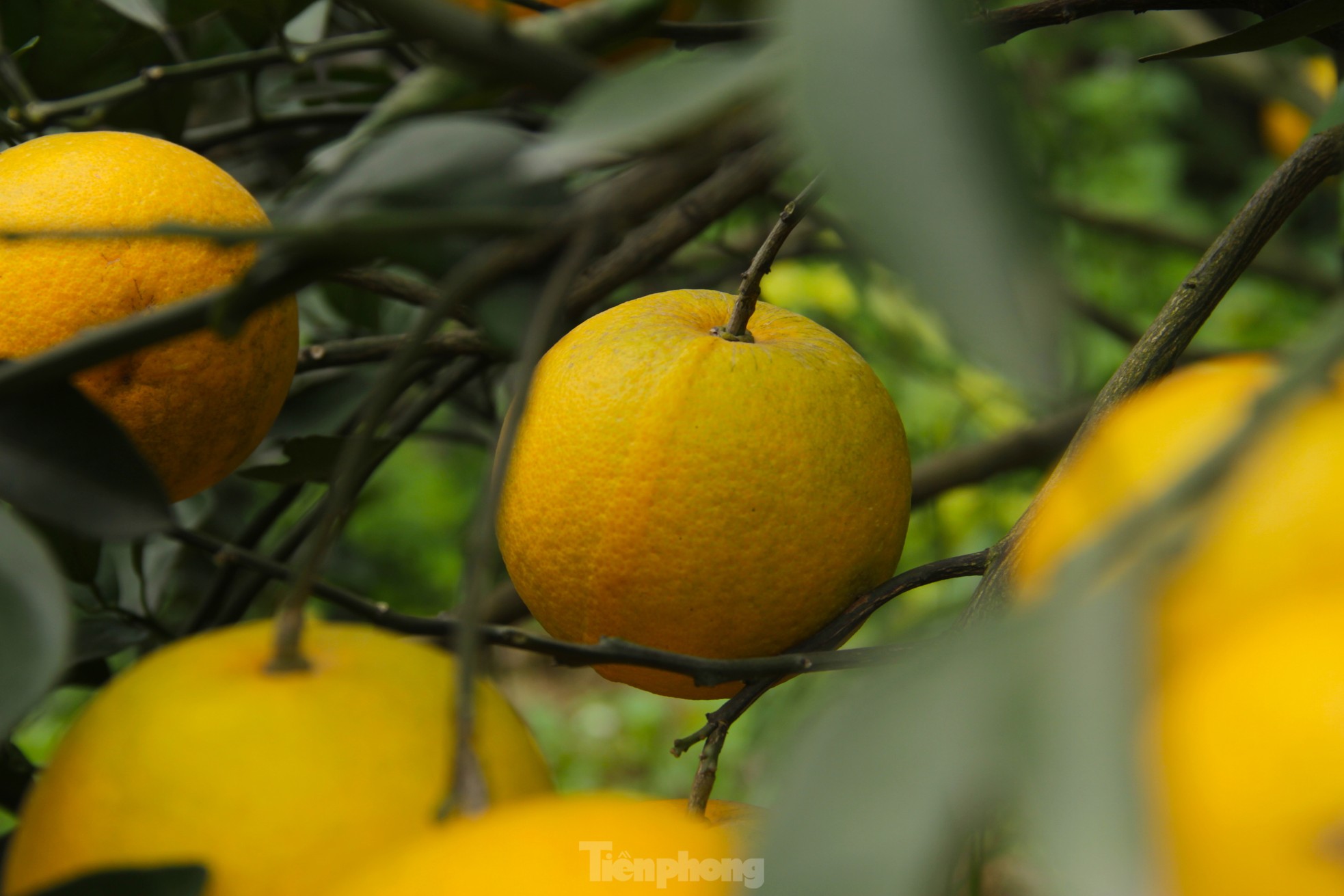 Cam 'tiến vua' 90.000 đồng/quả, vì sao nhà vườn không dám chốt đơn? - Ảnh 2