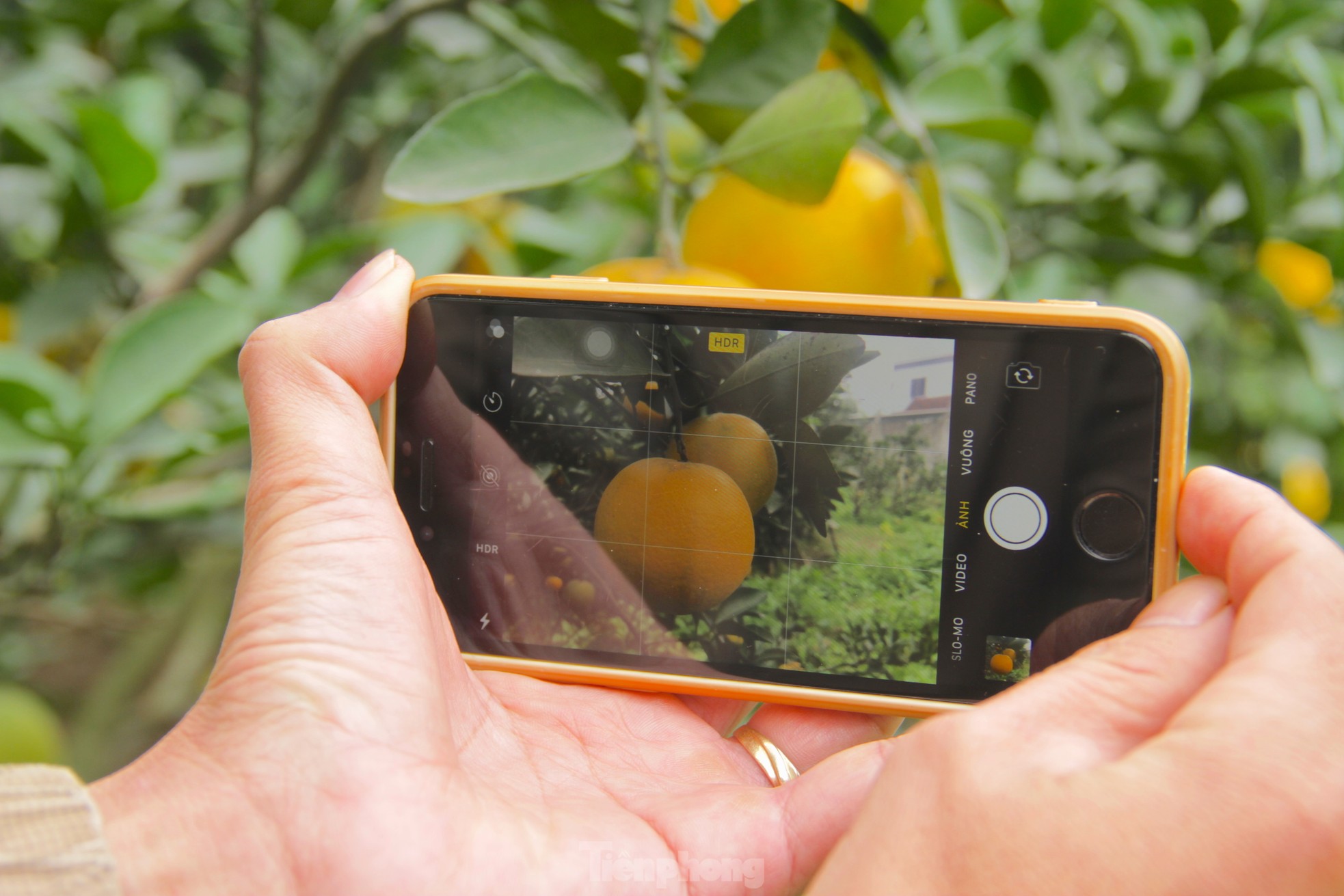 Cam 'tiến vua' 90.000 đồng/quả, vì sao nhà vườn không dám chốt đơn? - Ảnh 5