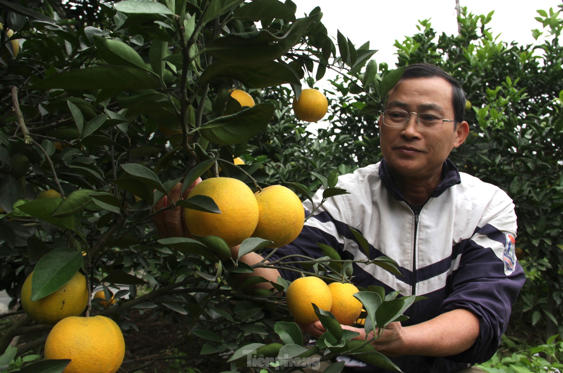Cam 'tiến vua' 90.000 đồng/quả, vì sao nhà vườn không dám chốt đơn? - Ảnh 4