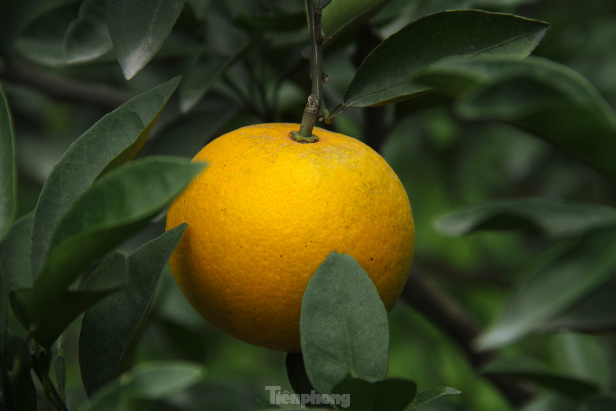 Cam 'tiến vua' 90.000 đồng/quả, vì sao nhà vườn không dám chốt đơn? - Ảnh 6