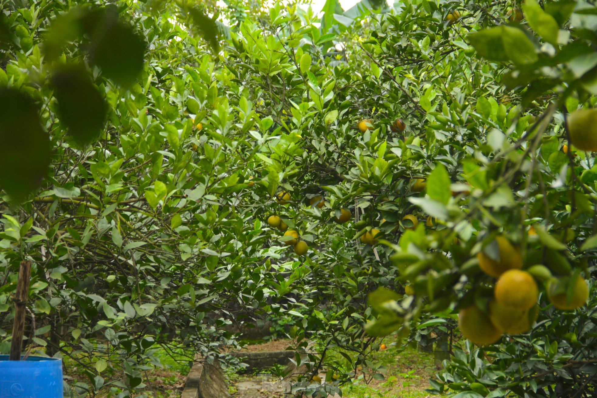 Cam 'tiến vua' 90.000 đồng/quả, vì sao nhà vườn không dám chốt đơn? - Ảnh 8