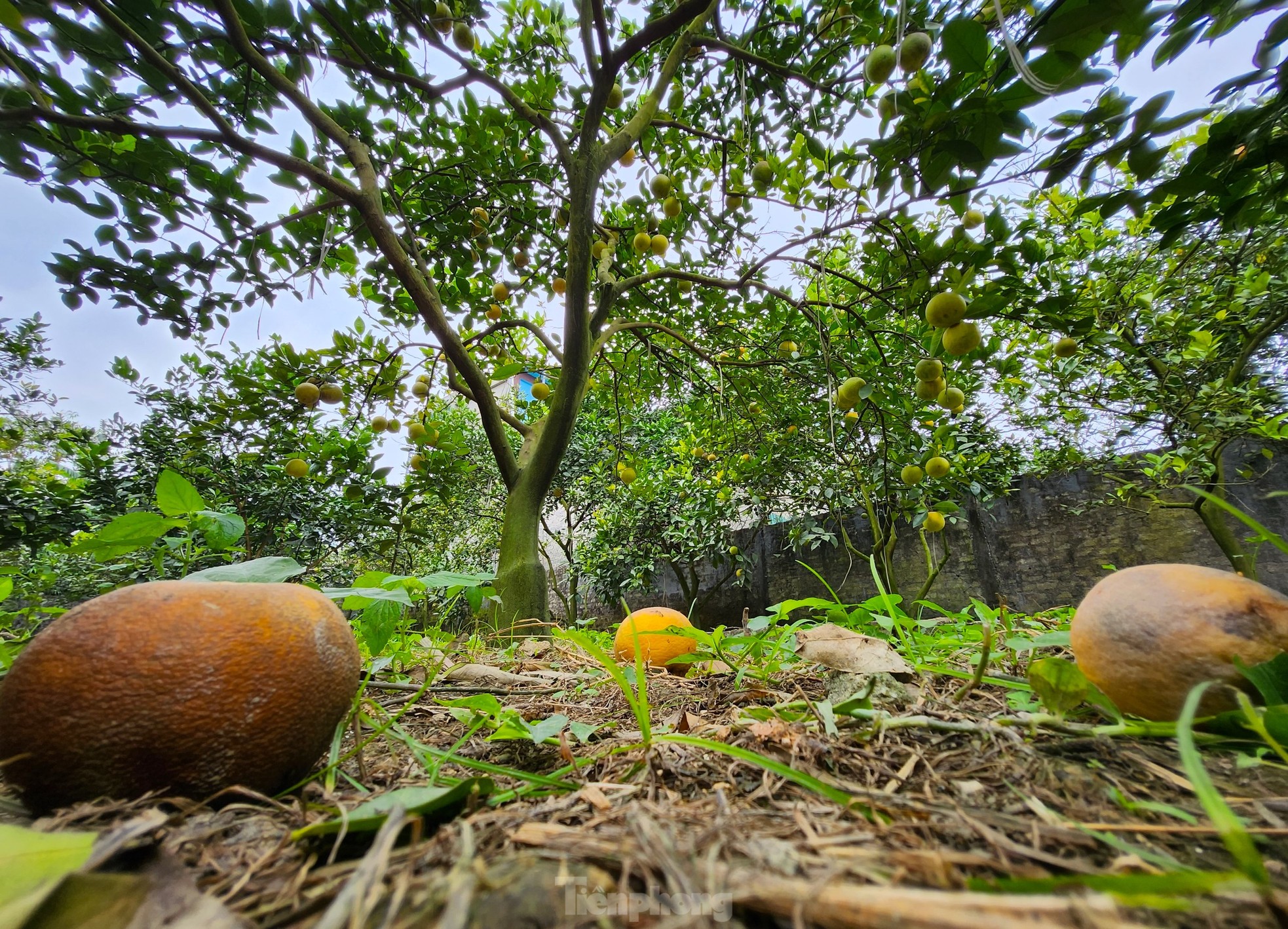 Cam 'tiến vua' 90.000 đồng/quả, vì sao nhà vườn không dám chốt đơn? - Ảnh 9