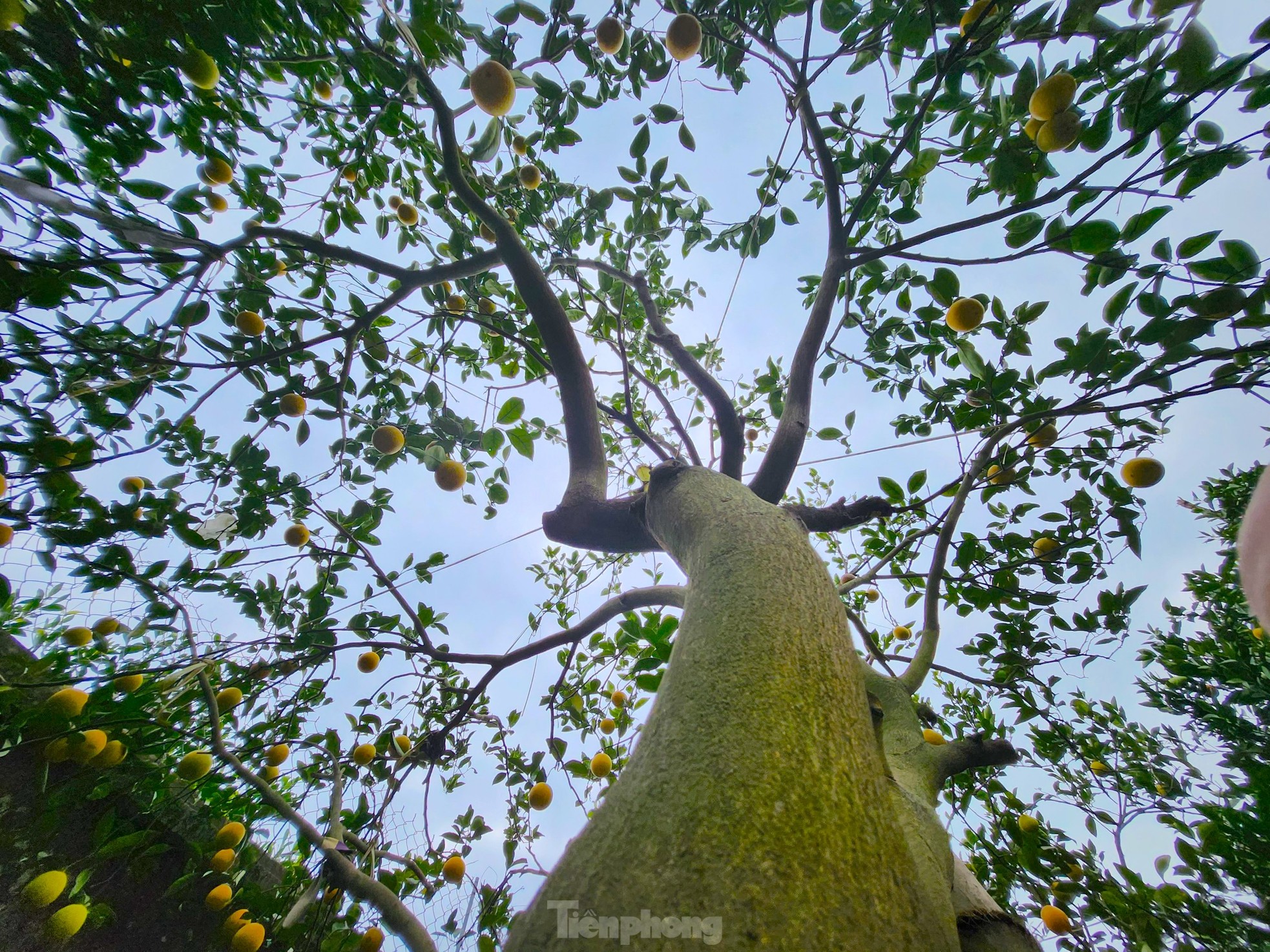 Cam 'tiến vua' 90.000 đồng/quả, vì sao nhà vườn không dám chốt đơn? - Ảnh 13