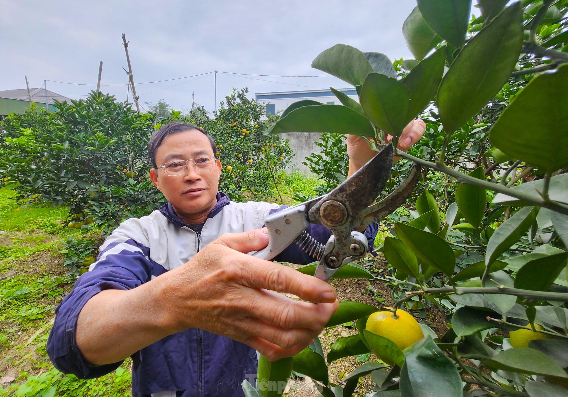 Cam 'tiến vua' 90.000 đồng/quả, vì sao nhà vườn không dám chốt đơn? - Ảnh 3