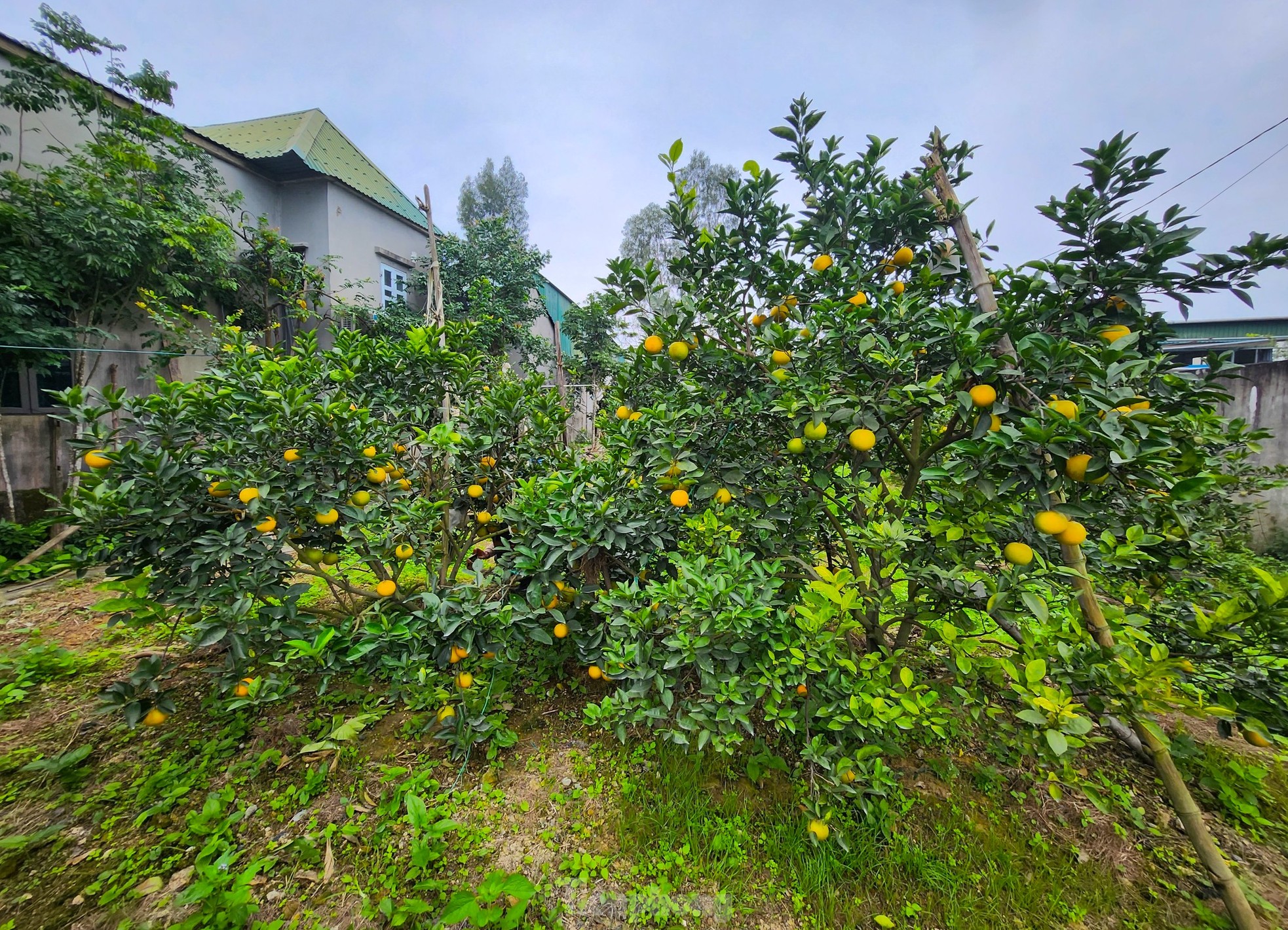 Cam 'tiến vua' 90.000 đồng/quả, vì sao nhà vườn không dám chốt đơn? - Ảnh 1