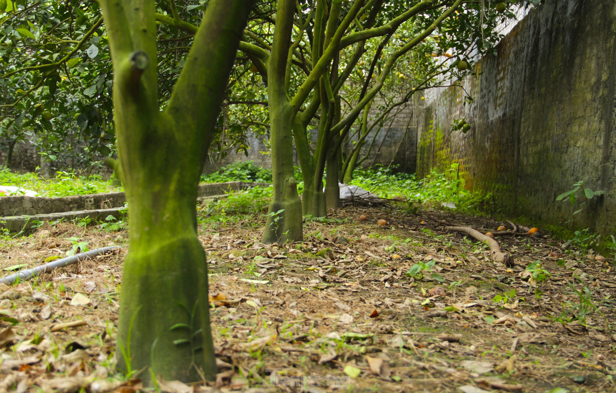 Cam 'tiến vua' 90.000 đồng/quả, vì sao nhà vườn không dám chốt đơn? - Ảnh 7