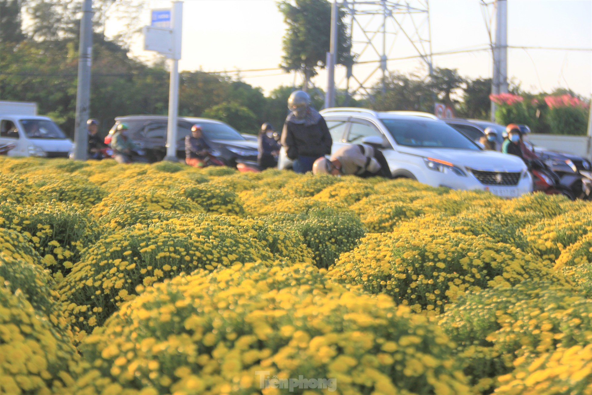 Cúc nở quá sớm, chủ vườn khóc ròng bán tháo trước Tết - Ảnh 17