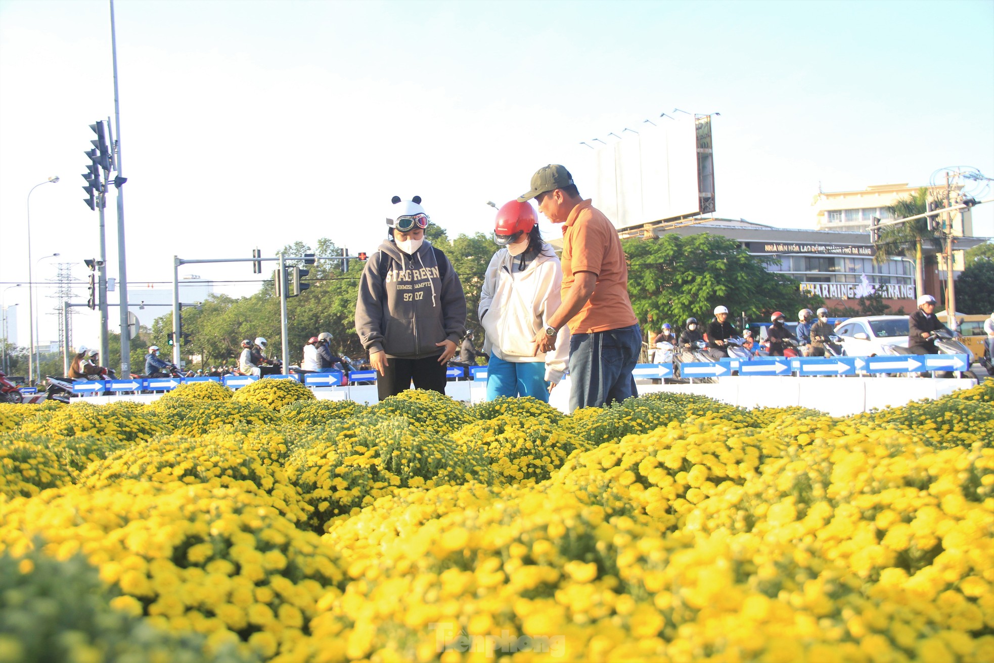 Cúc nở quá sớm, chủ vườn khóc ròng bán tháo trước Tết - Ảnh 9