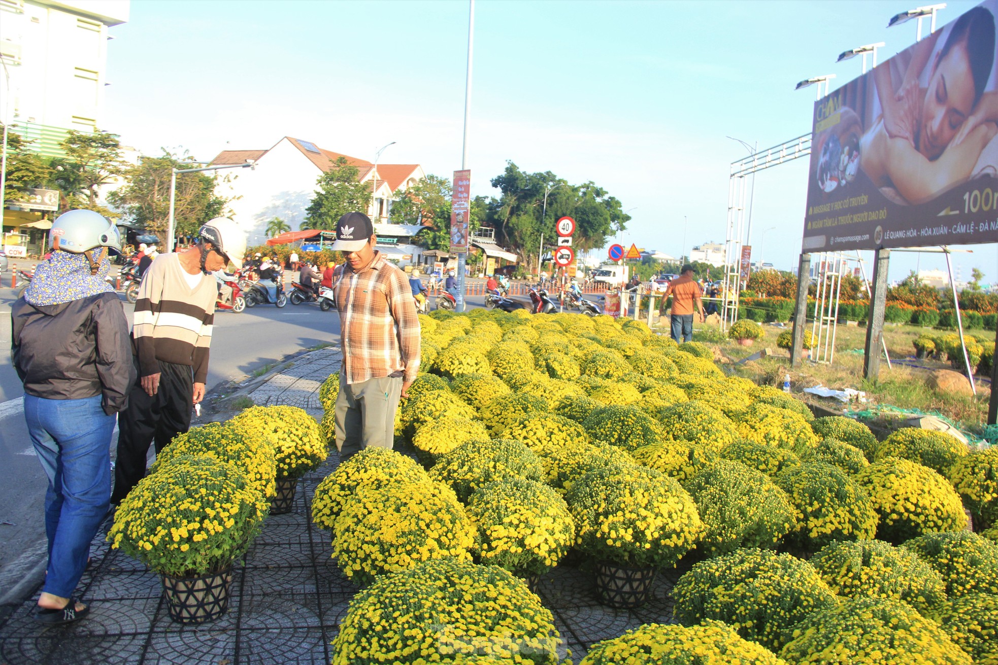 Cúc nở quá sớm, chủ vườn khóc ròng bán tháo trước Tết - Ảnh 14