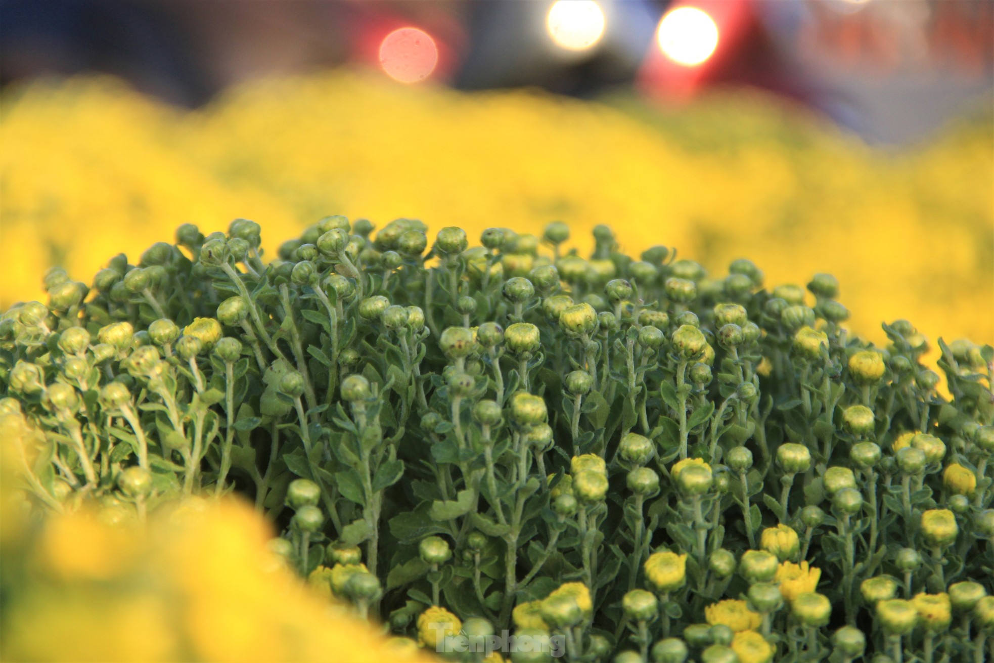 Cúc nở quá sớm, chủ vườn khóc ròng bán tháo trước Tết - Ảnh 10