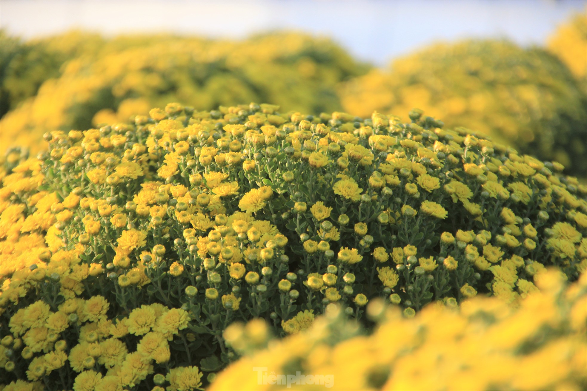 Cúc nở quá sớm, chủ vườn khóc ròng bán tháo trước Tết - Ảnh 12