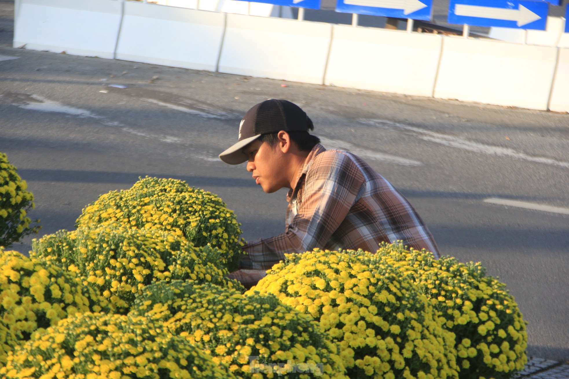 Cúc nở quá sớm, chủ vườn khóc ròng bán tháo trước Tết - Ảnh 11