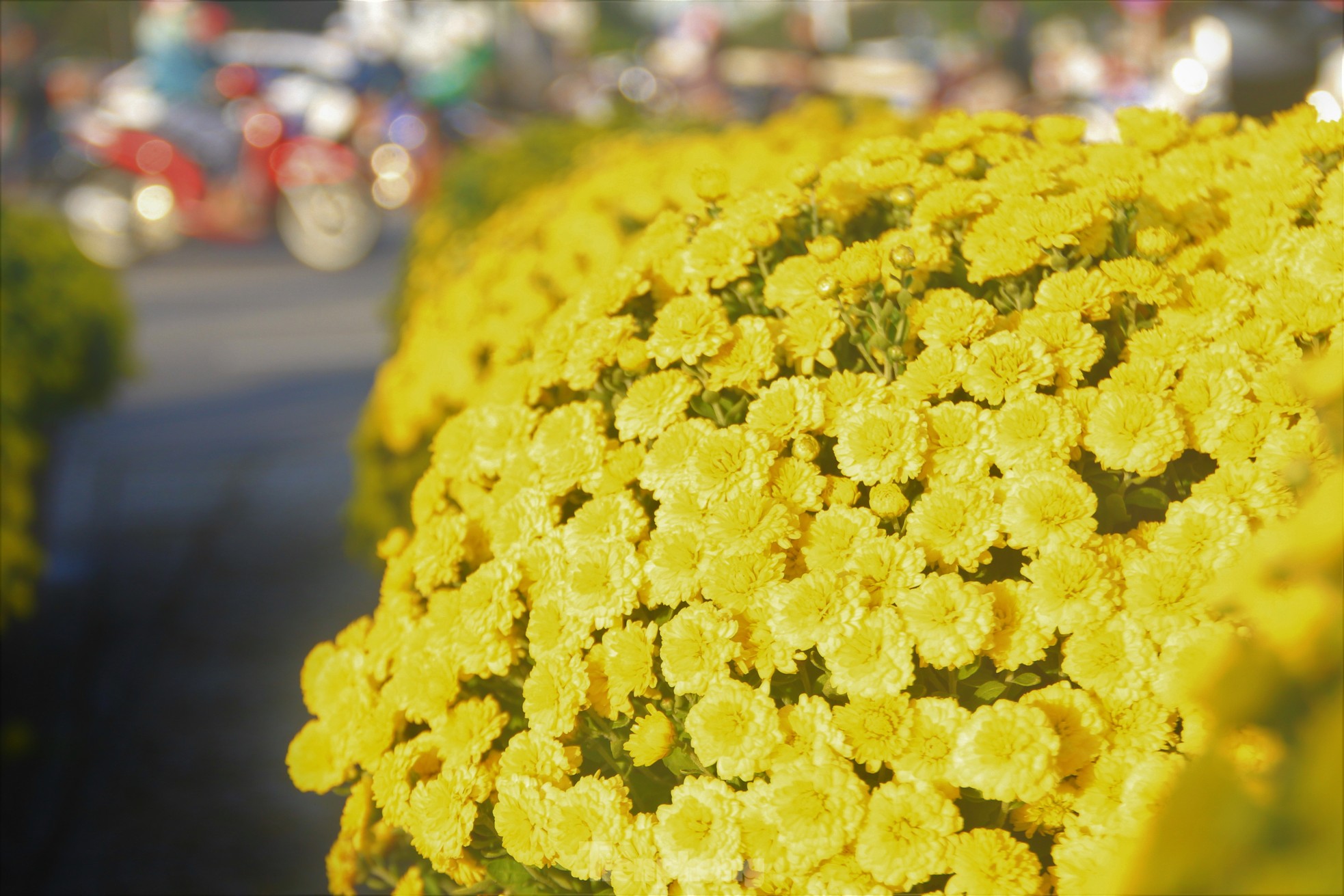 Cúc nở quá sớm, chủ vườn khóc ròng bán tháo trước Tết - Ảnh 4