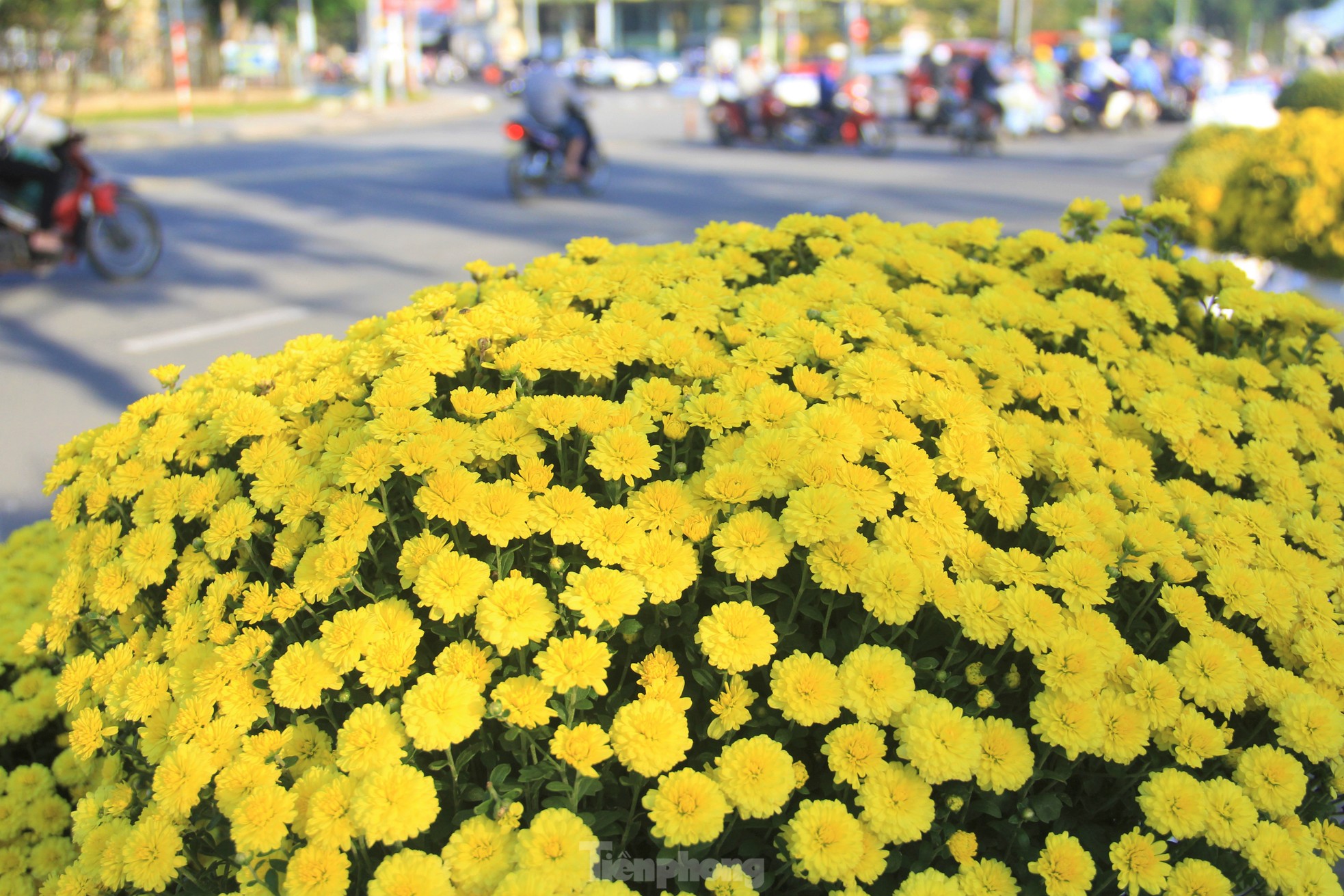 Cúc nở quá sớm, chủ vườn khóc ròng bán tháo trước Tết - Ảnh 2