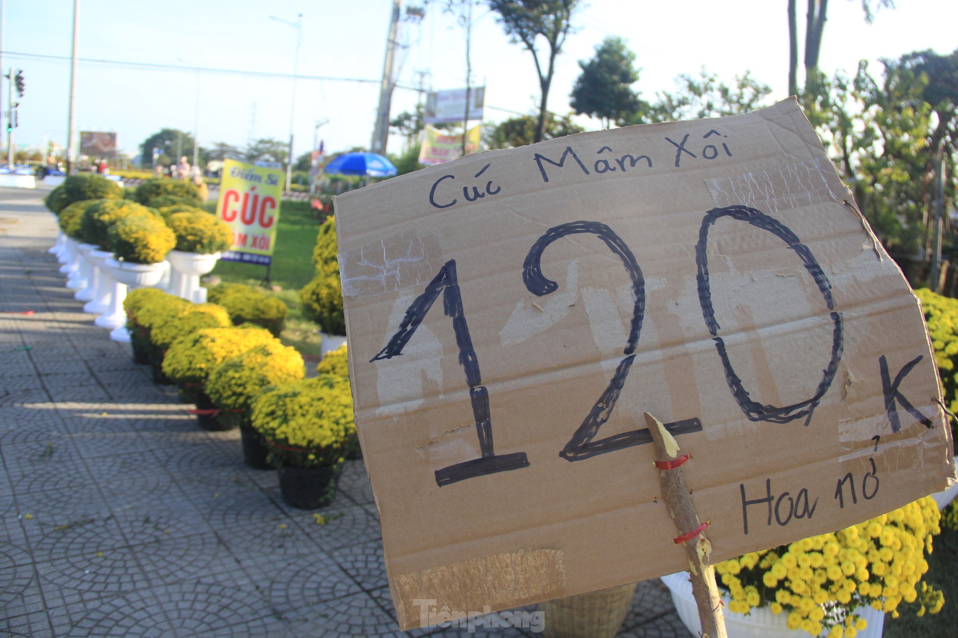 Cúc nở quá sớm, chủ vườn khóc ròng bán tháo trước Tết - Ảnh 3