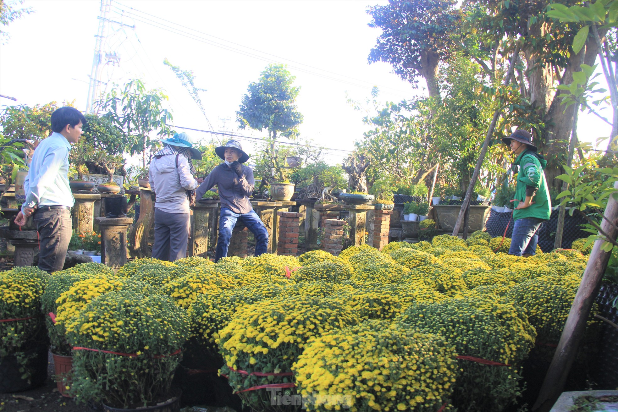 Cúc nở quá sớm, chủ vườn khóc ròng bán tháo trước Tết - Ảnh 13