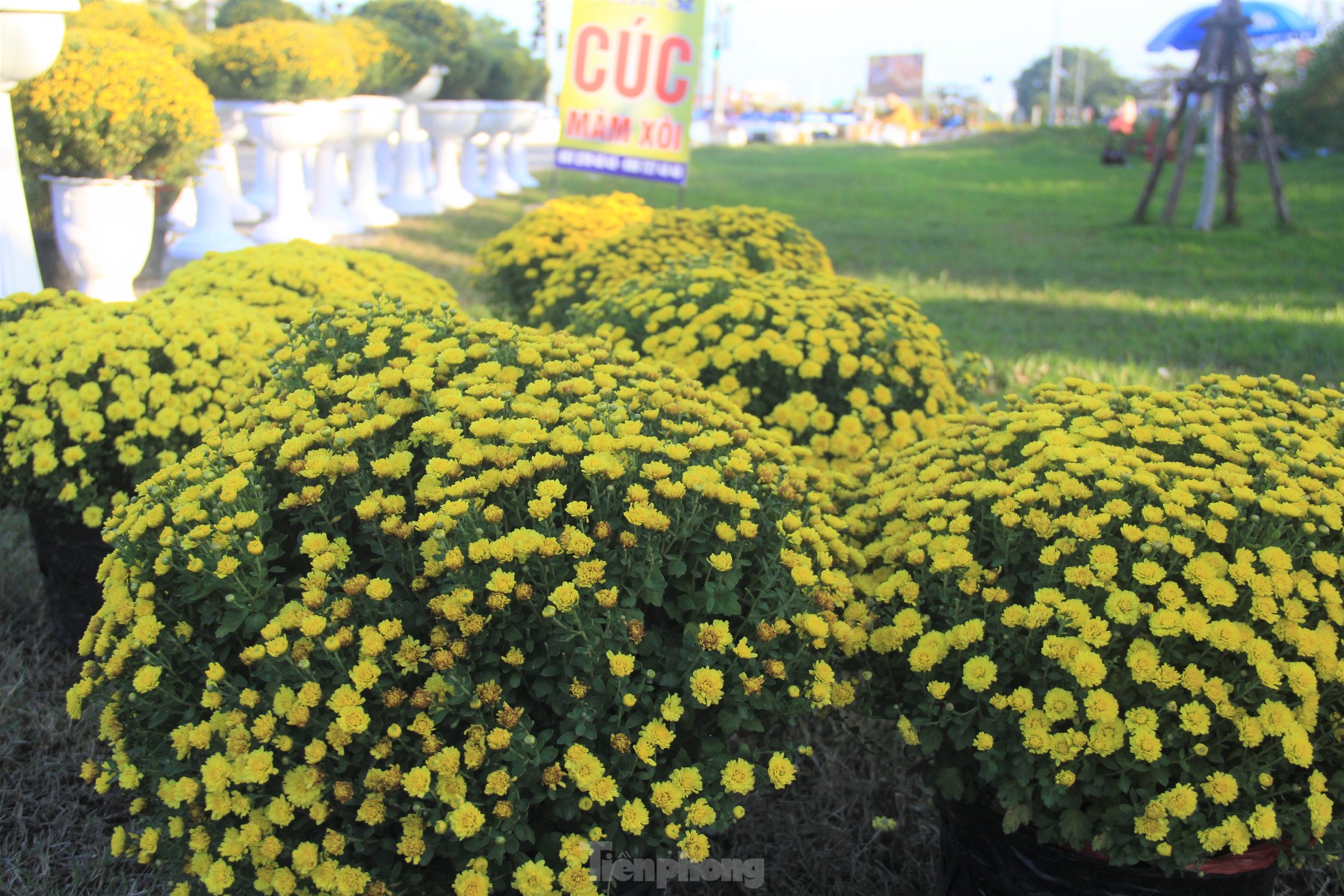 Cúc nở quá sớm, chủ vườn khóc ròng bán tháo trước Tết - Ảnh 6