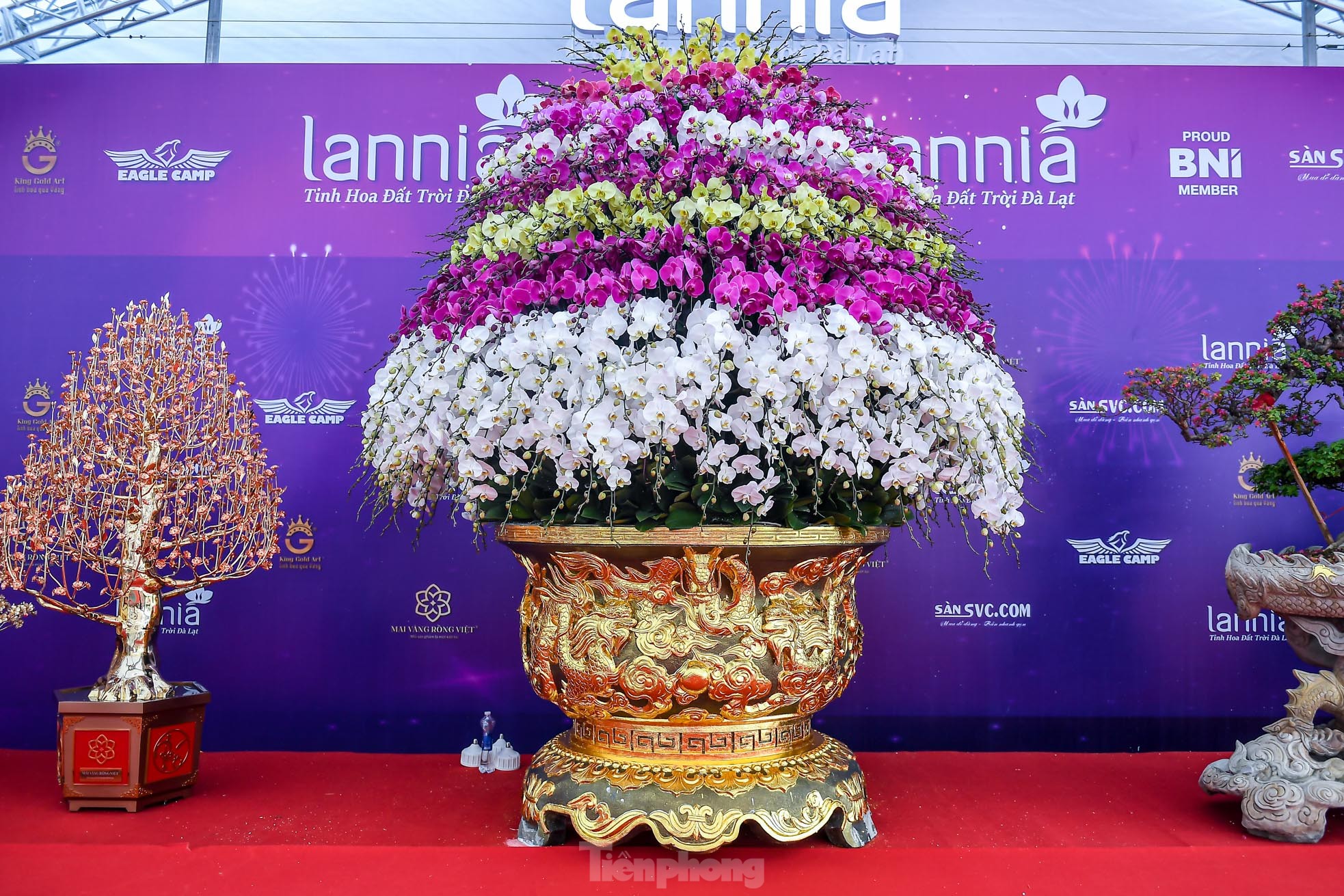 Choáng váng chậu lan hồ điệp 9 tầng giá hơn 3,8 tỷ đồng ở Hà Nội - Ảnh 1