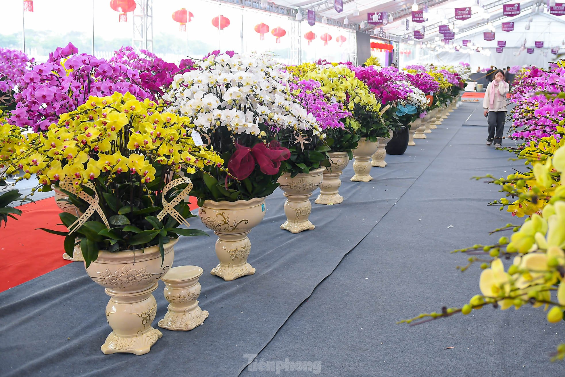 Choáng váng chậu lan hồ điệp 9 tầng giá hơn 3,8 tỷ đồng ở Hà Nội - Ảnh 10