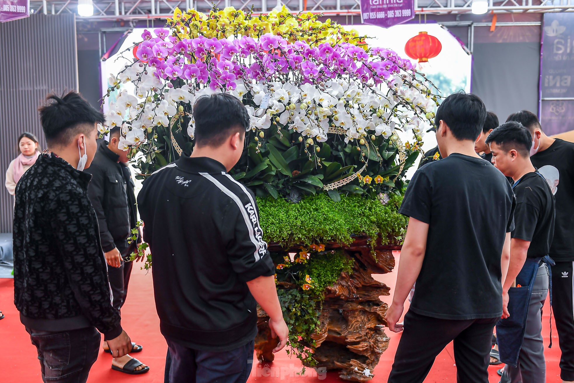 Choáng váng chậu lan hồ điệp 9 tầng giá hơn 3,8 tỷ đồng ở Hà Nội - Ảnh 11