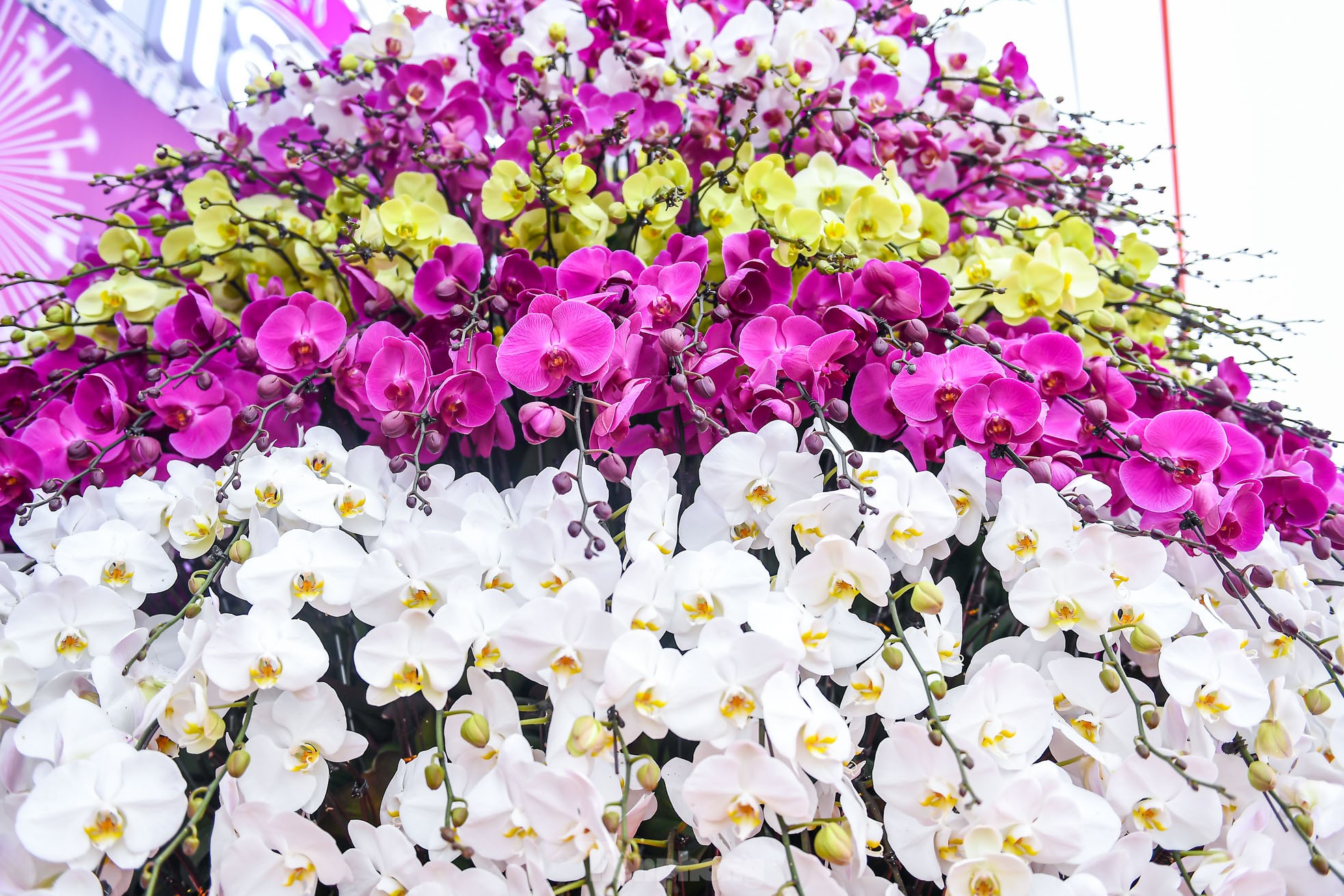 Choáng váng chậu lan hồ điệp 9 tầng giá hơn 3,8 tỷ đồng ở Hà Nội - Ảnh 2