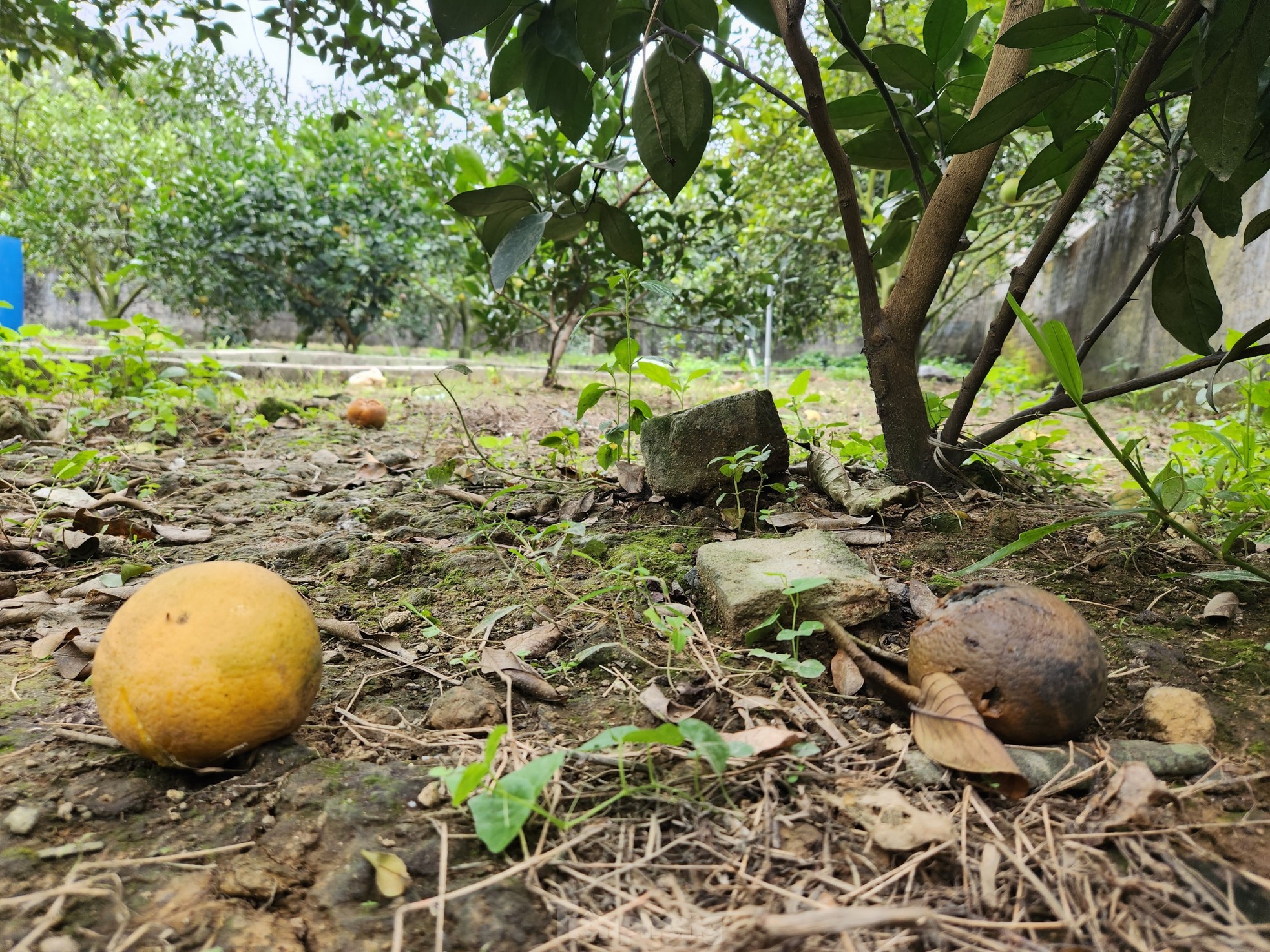 Cam 'tiến vua' 90.000 đồng/quả, vì sao nhà vườn không dám chốt đơn? - Ảnh 11