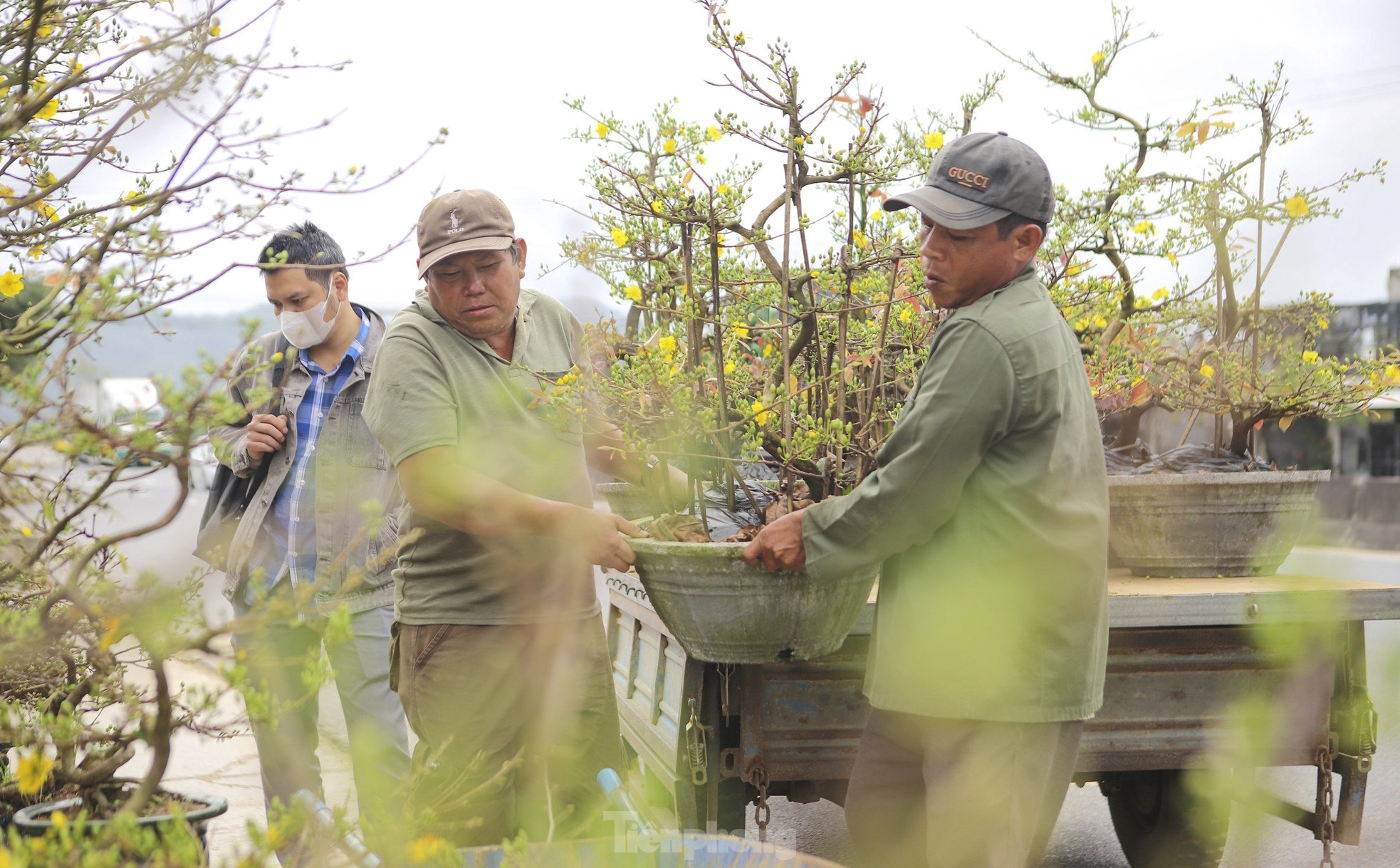 Mai vàng thủ phủ miền Trung lên đường ra Bắc vào Nam - Ảnh 9