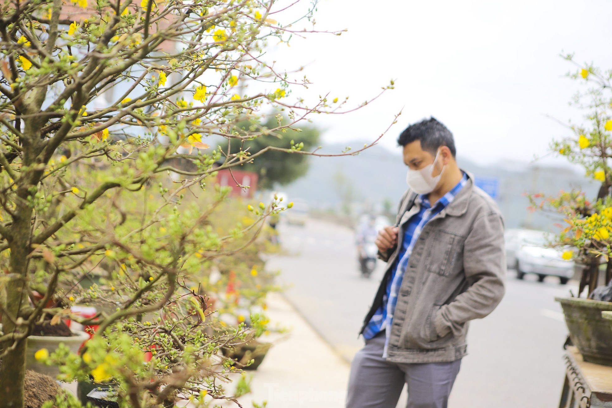 Mai vàng thủ phủ miền Trung lên đường ra Bắc vào Nam - Ảnh 4