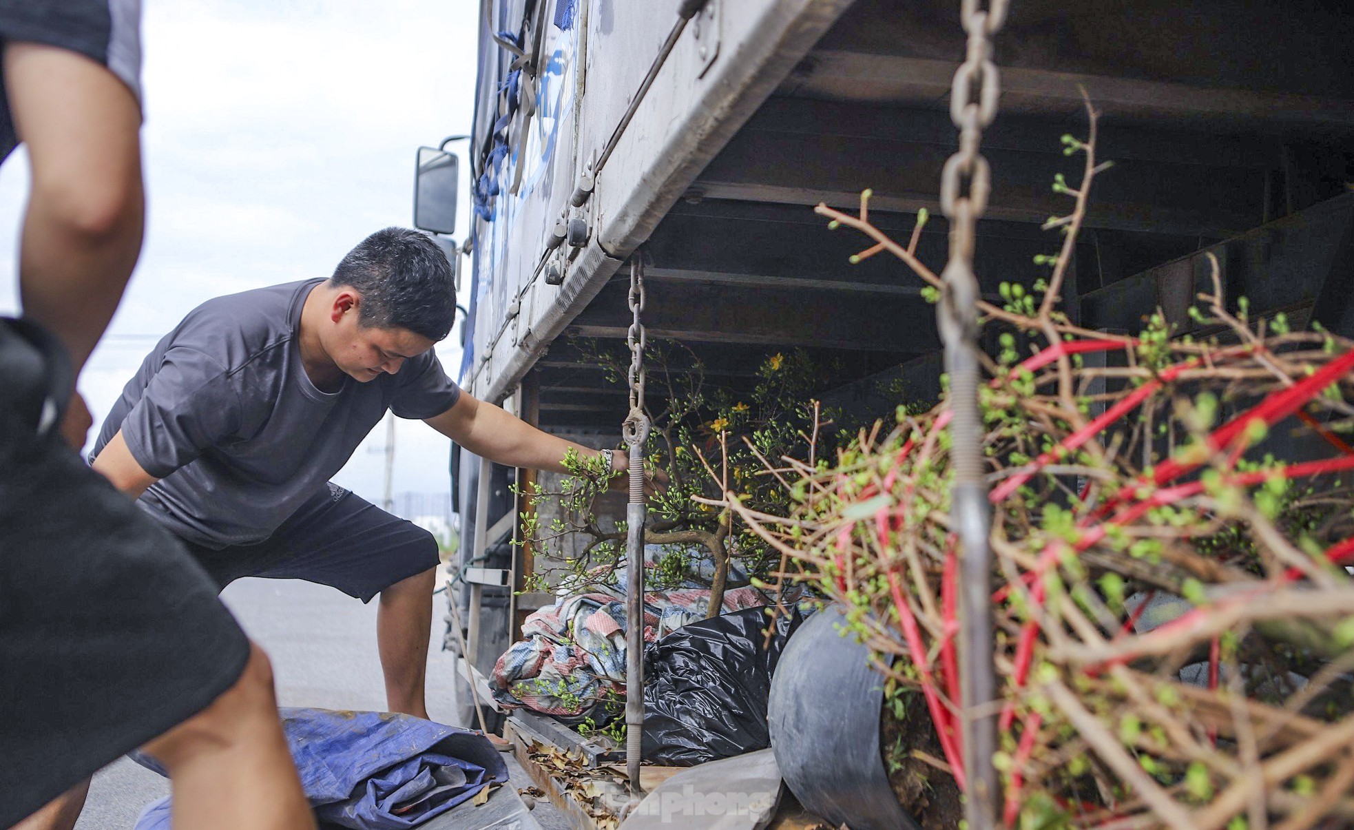 Mai vàng thủ phủ miền Trung lên đường ra Bắc vào Nam - Ảnh 6