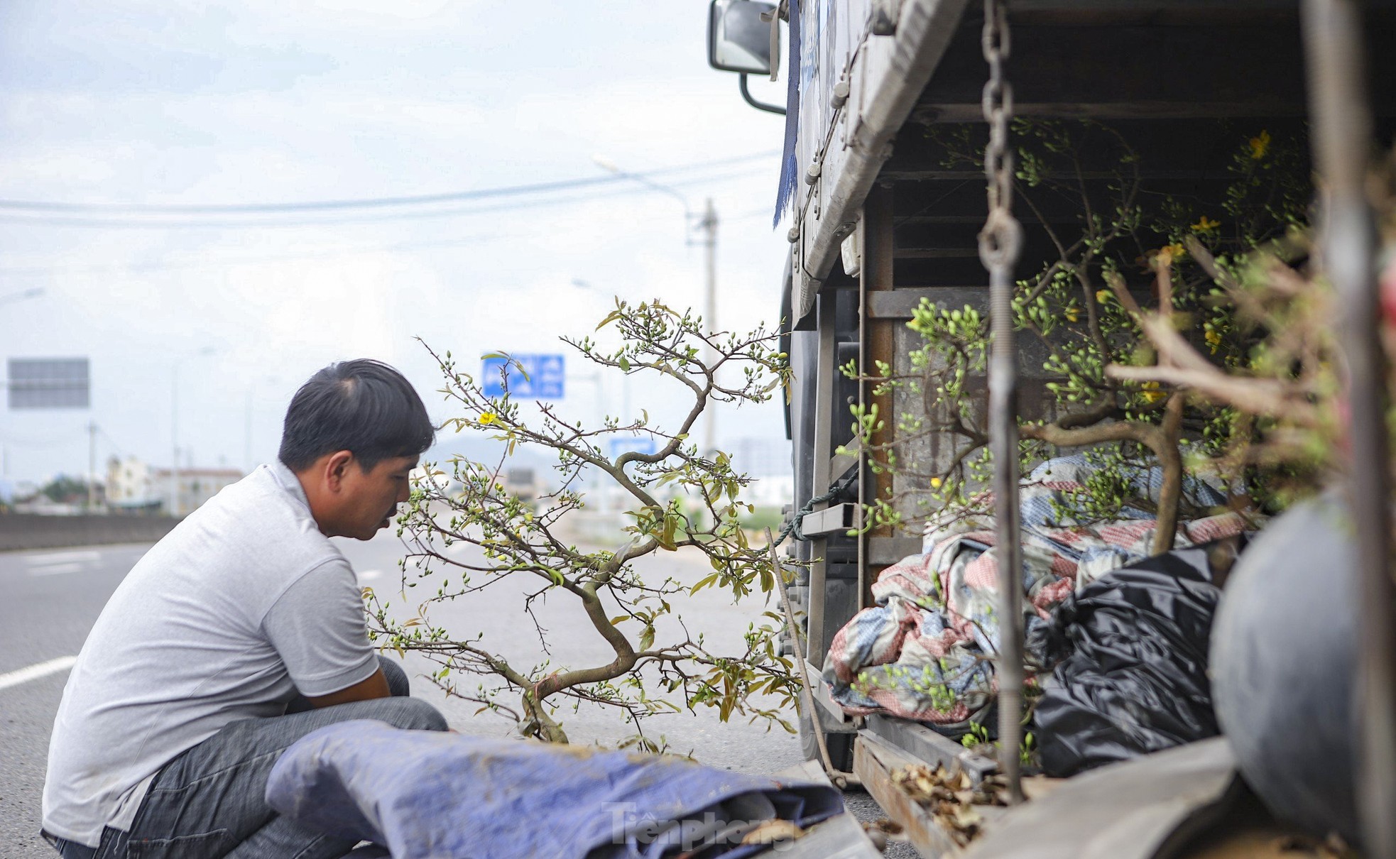 Mai vàng thủ phủ miền Trung lên đường ra Bắc vào Nam - Ảnh 3