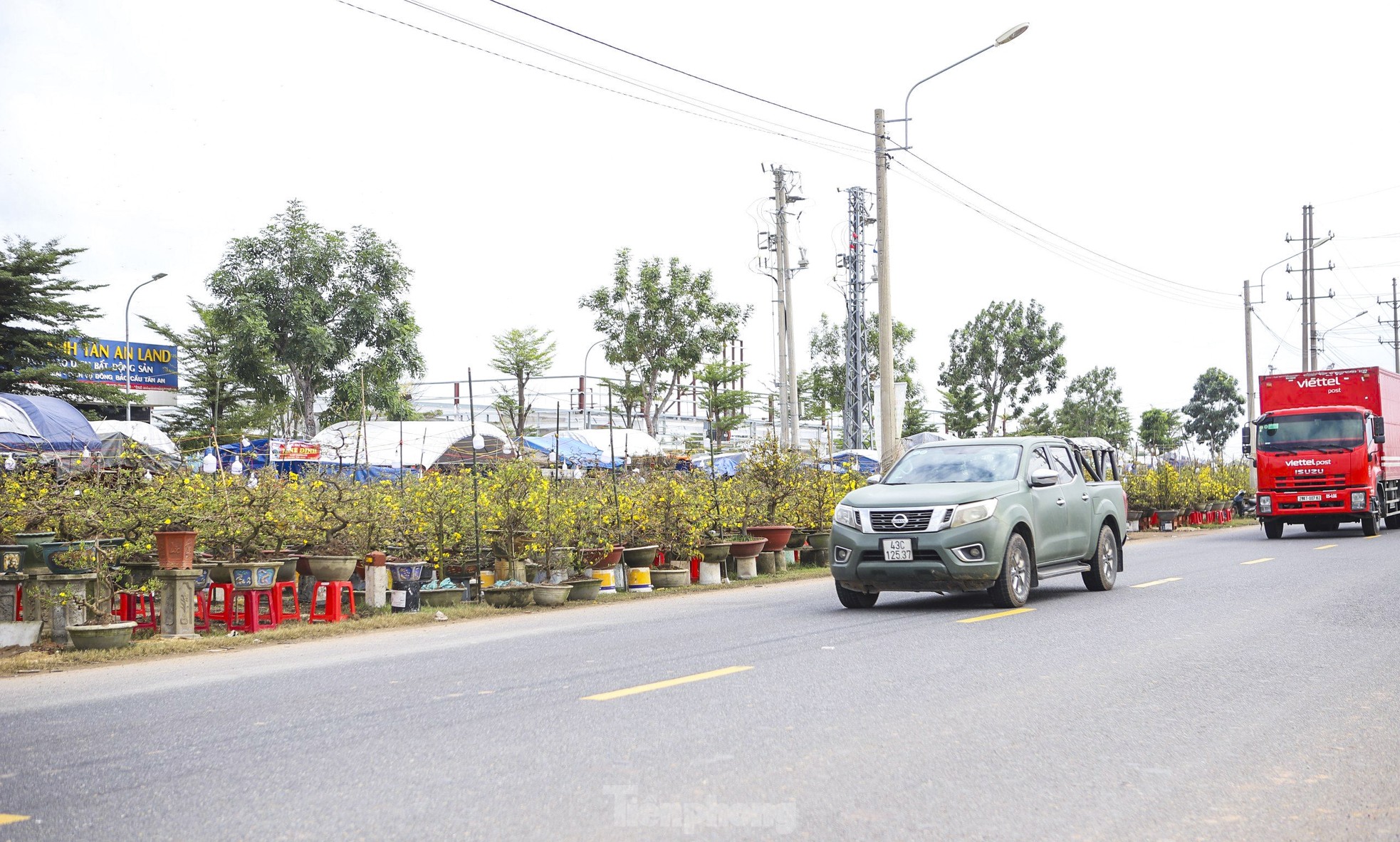 Mai vàng thủ phủ miền Trung lên đường ra Bắc vào Nam - Ảnh 7