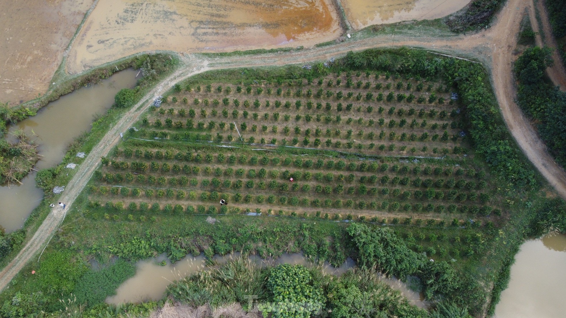 Mê mẩn vườn quất xứ Bắc trồng trên núi Hà Tĩnh của chàng kỹ sư bỏ phố về quê - Ảnh 4