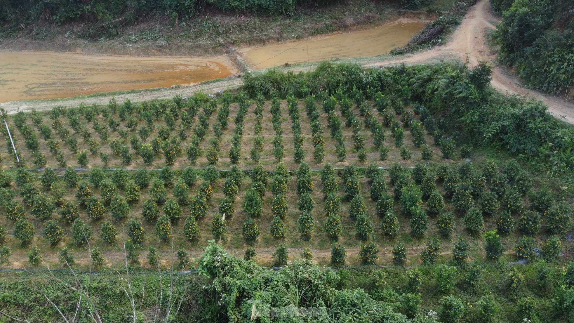 Mê mẩn vườn quất xứ Bắc trồng trên núi Hà Tĩnh của chàng kỹ sư bỏ phố về quê - Ảnh 2