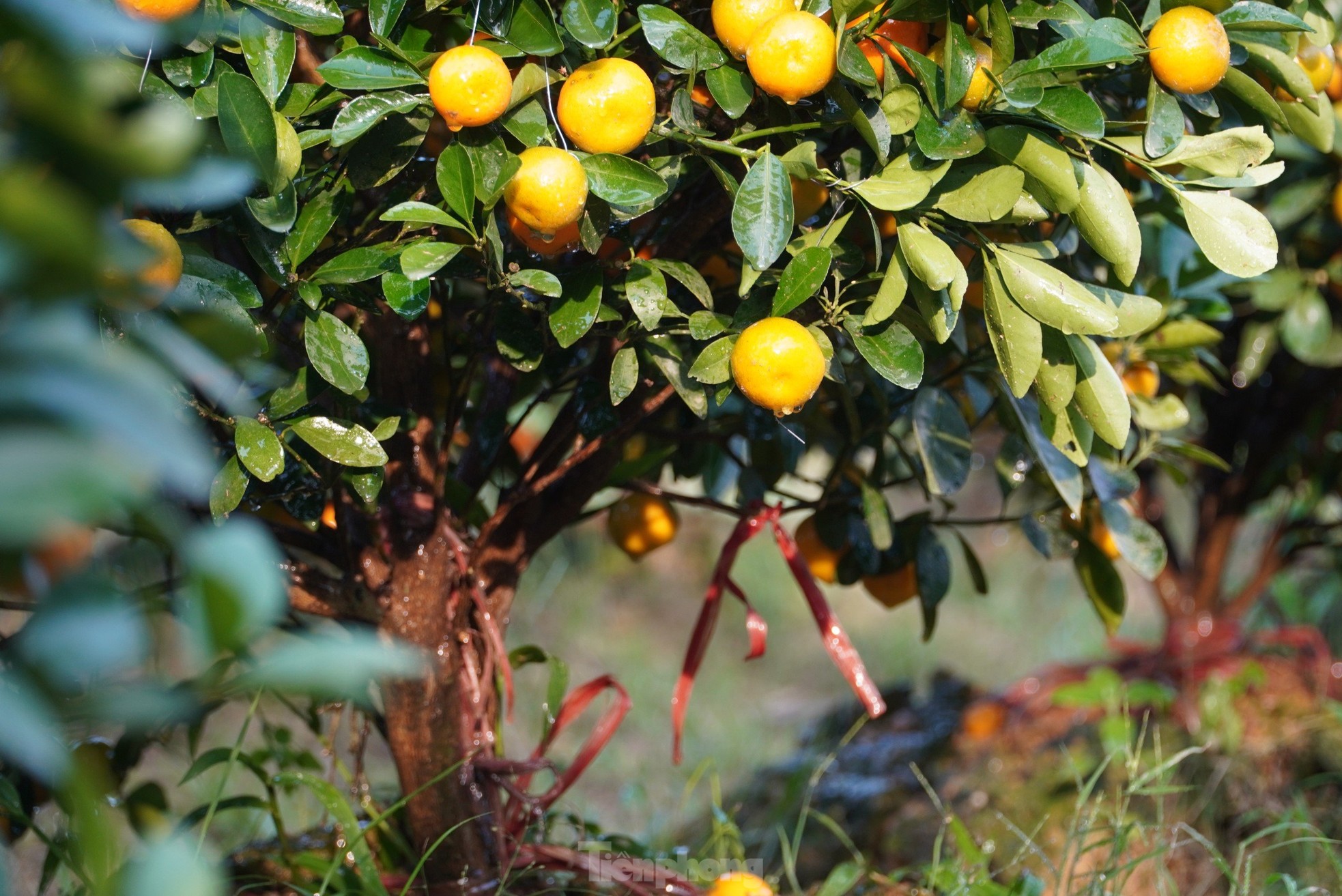 Mê mẩn vườn quất xứ Bắc trồng trên núi Hà Tĩnh của chàng kỹ sư bỏ phố về quê - Ảnh 12