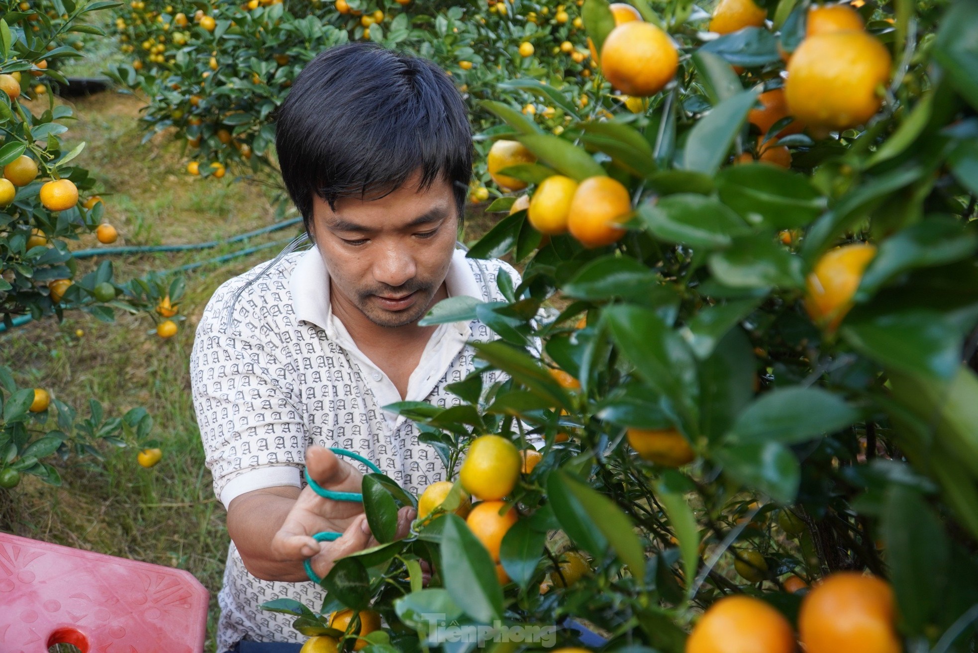 Mê mẩn vườn quất xứ Bắc trồng trên núi Hà Tĩnh của chàng kỹ sư bỏ phố về quê - Ảnh 9