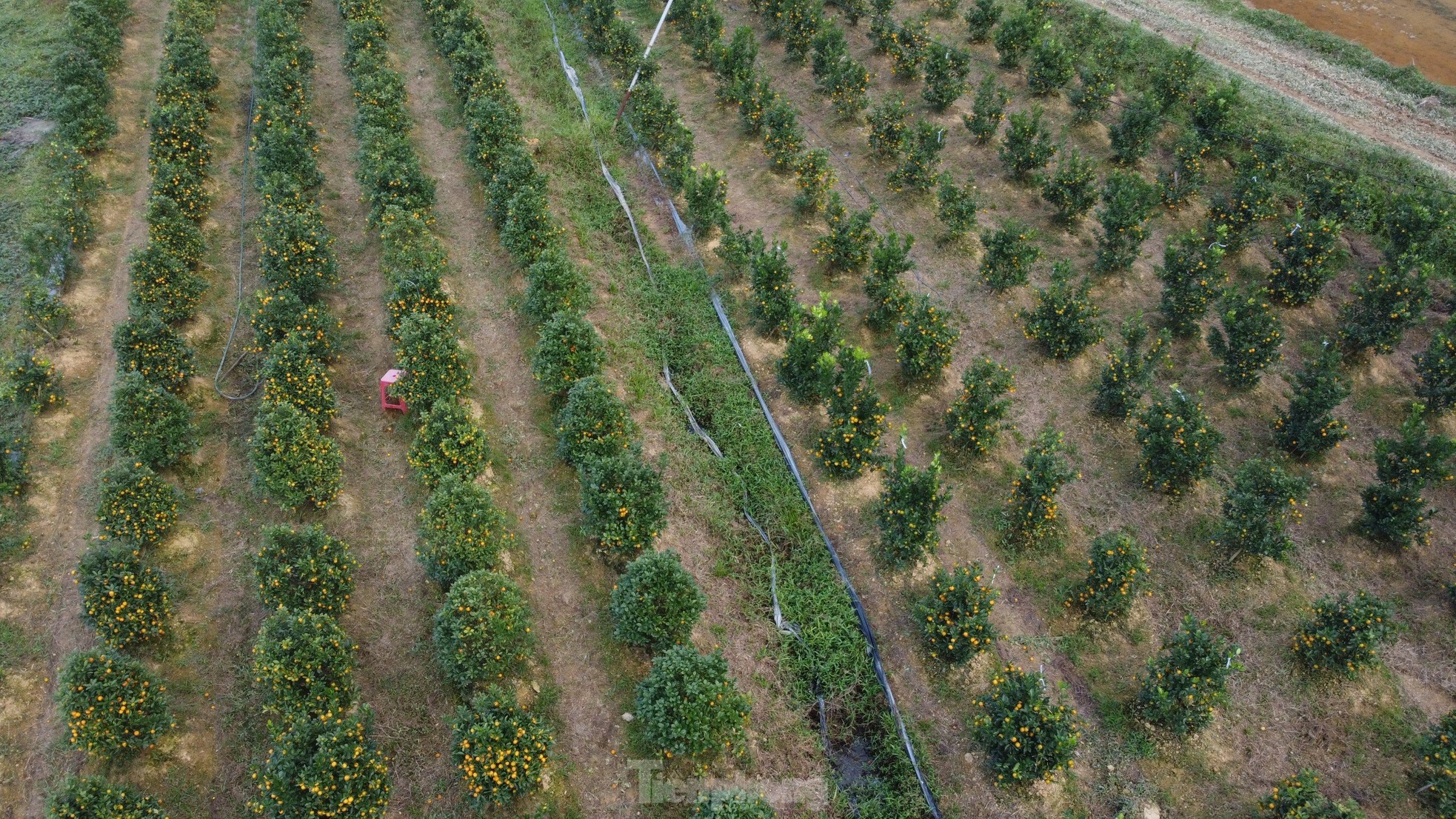 Mê mẩn vườn quất xứ Bắc trồng trên núi Hà Tĩnh của chàng kỹ sư bỏ phố về quê - Ảnh 10