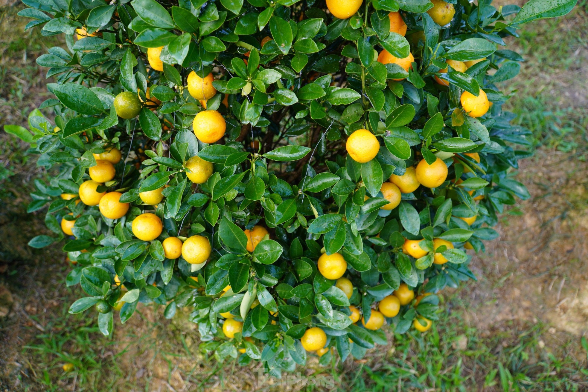 Mê mẩn vườn quất xứ Bắc trồng trên núi Hà Tĩnh của chàng kỹ sư bỏ phố về quê - Ảnh 6