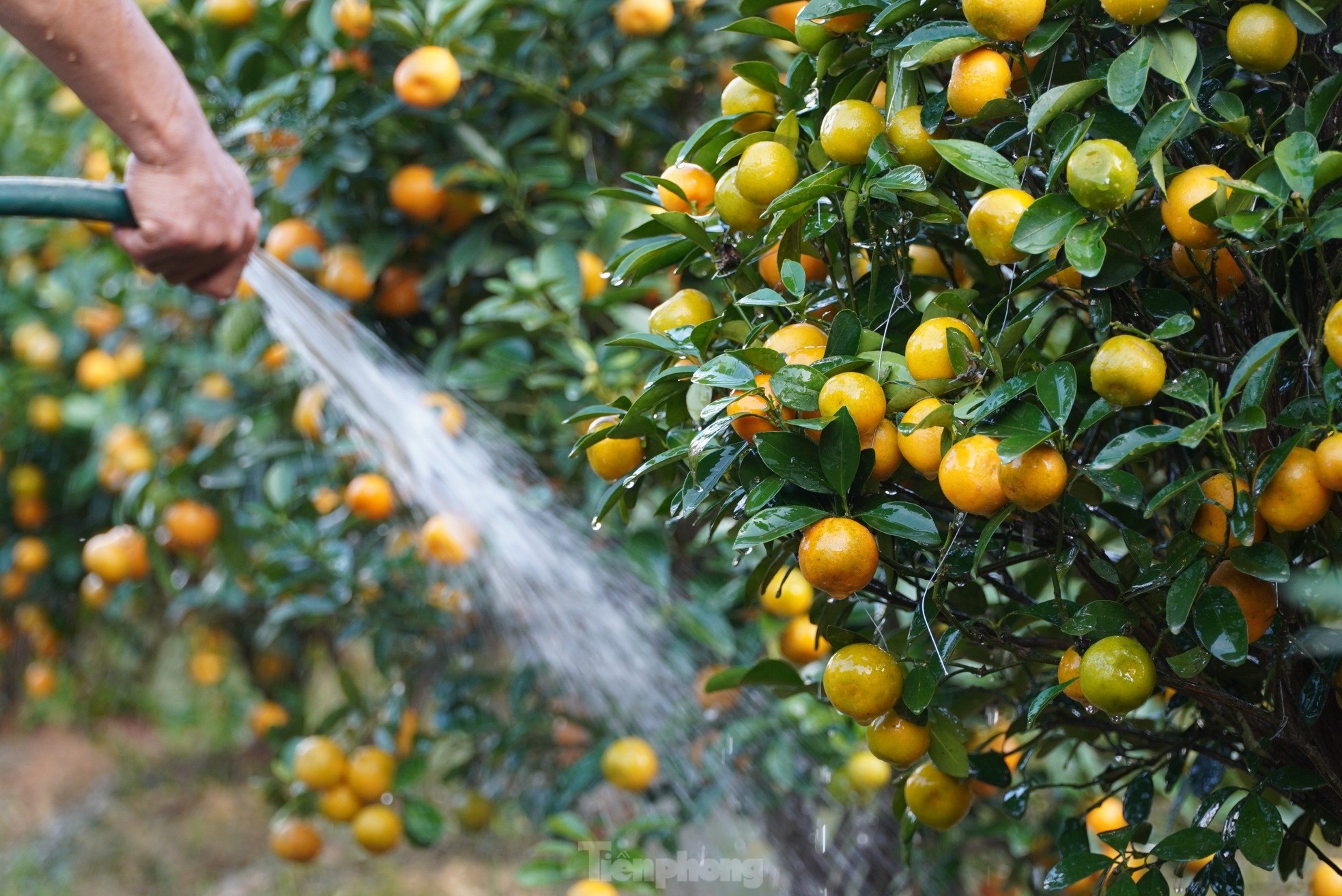 Mê mẩn vườn quất xứ Bắc trồng trên núi Hà Tĩnh của chàng kỹ sư bỏ phố về quê - Ảnh 8