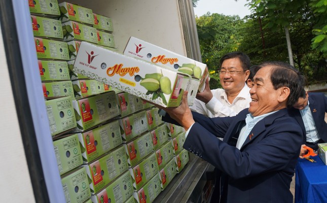 Lô xoài tượng da xanh An Giang đầu tiên xuất Úc, Mỹ - Ảnh 1