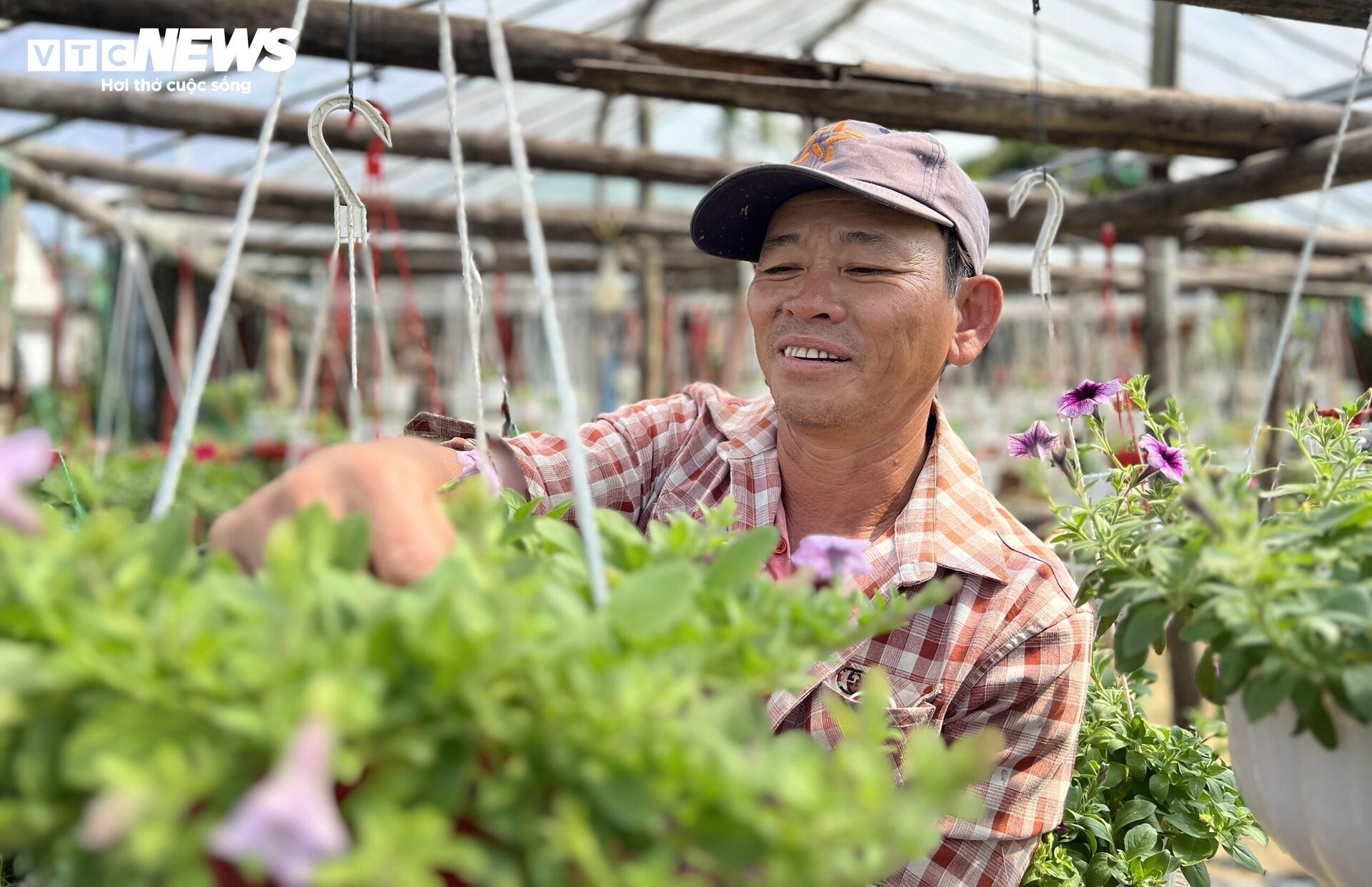 Thủ phủ hoa cúc miền Trung vào vụ Tết, nông dân bội thu - Ảnh 7