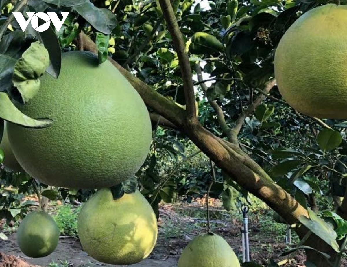 Bưởi "khủng” phục vụ thị trường Tết - Ảnh 3