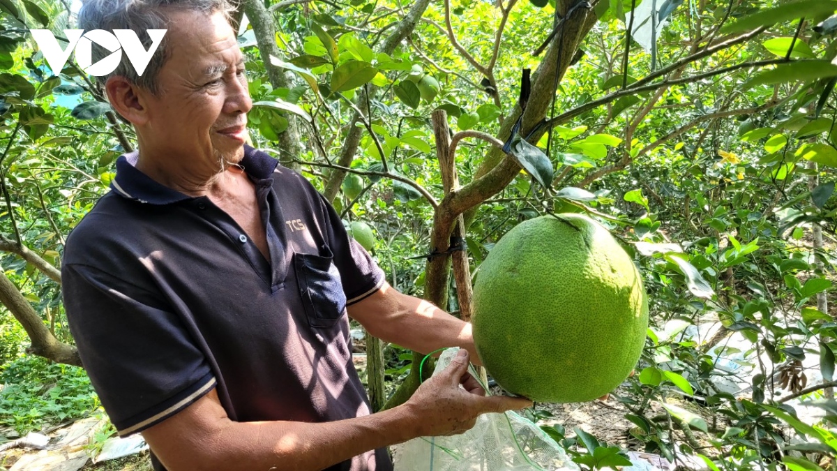 Bưởi "khủng” phục vụ thị trường Tết - Ảnh 1