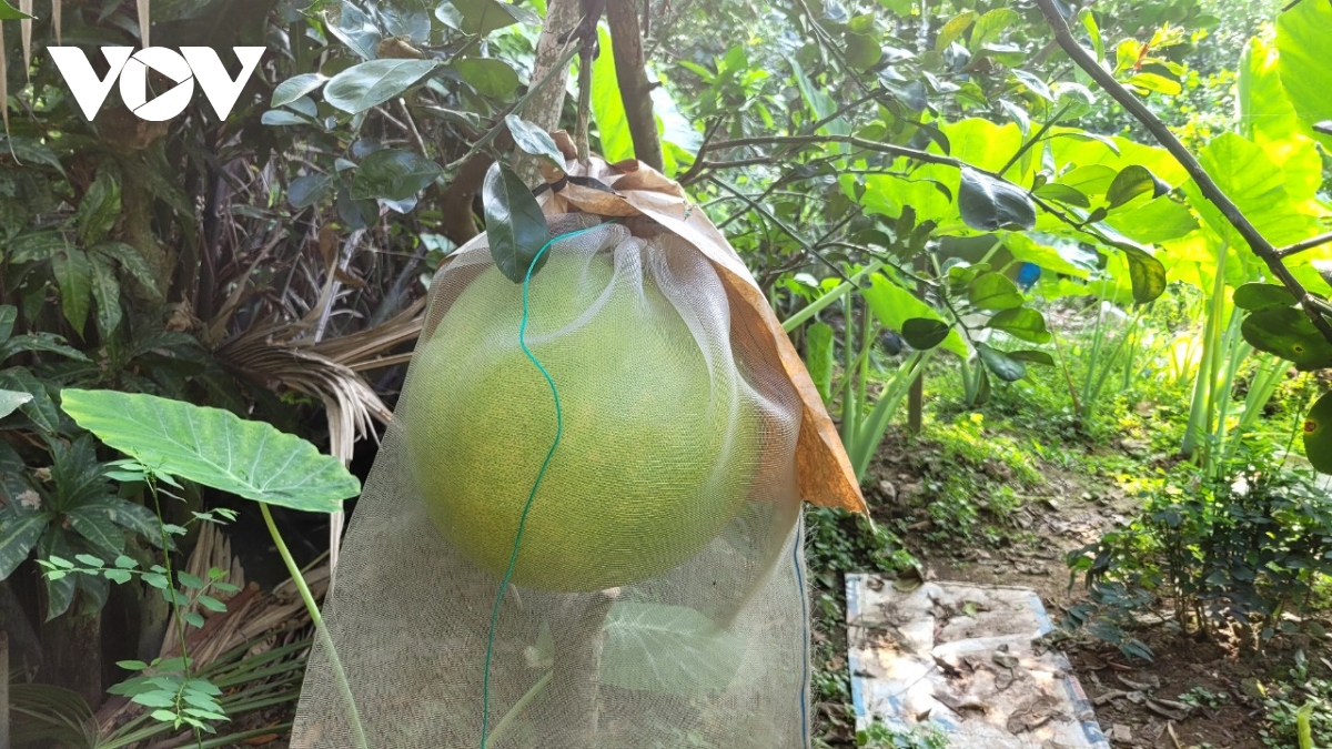 Bưởi "khủng” phục vụ thị trường Tết - Ảnh 2