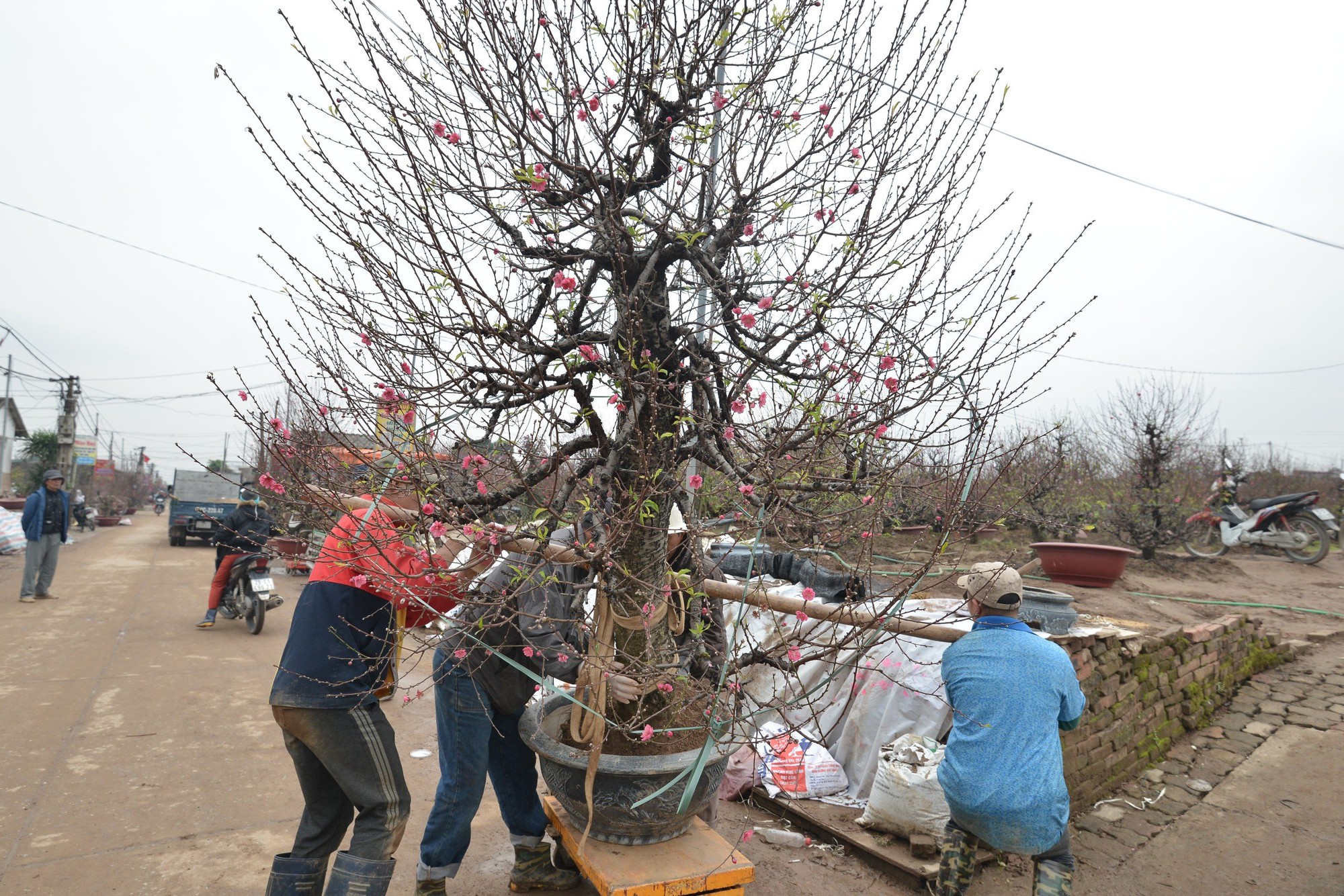 Hà Nội: Xe ôm "chuyển nghề" ship đào Tết, kiếm tiền triệu mỗi ngày - Ảnh 4