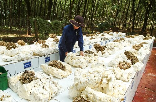 Nga bất ngờ tăng nhập khẩu một mặt hàng của Việt Nam gấp 3 lần trong 11 tháng đầu năm, Việt Nam lọt Top 3 sản lượng của thế giới - Ảnh 1